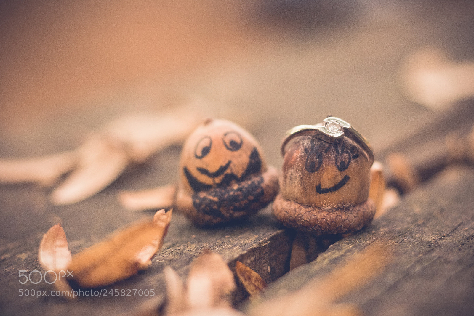 Canon EOS 760D (EOS Rebel T6s / EOS 8000D) sample photo. Cute acorns photography