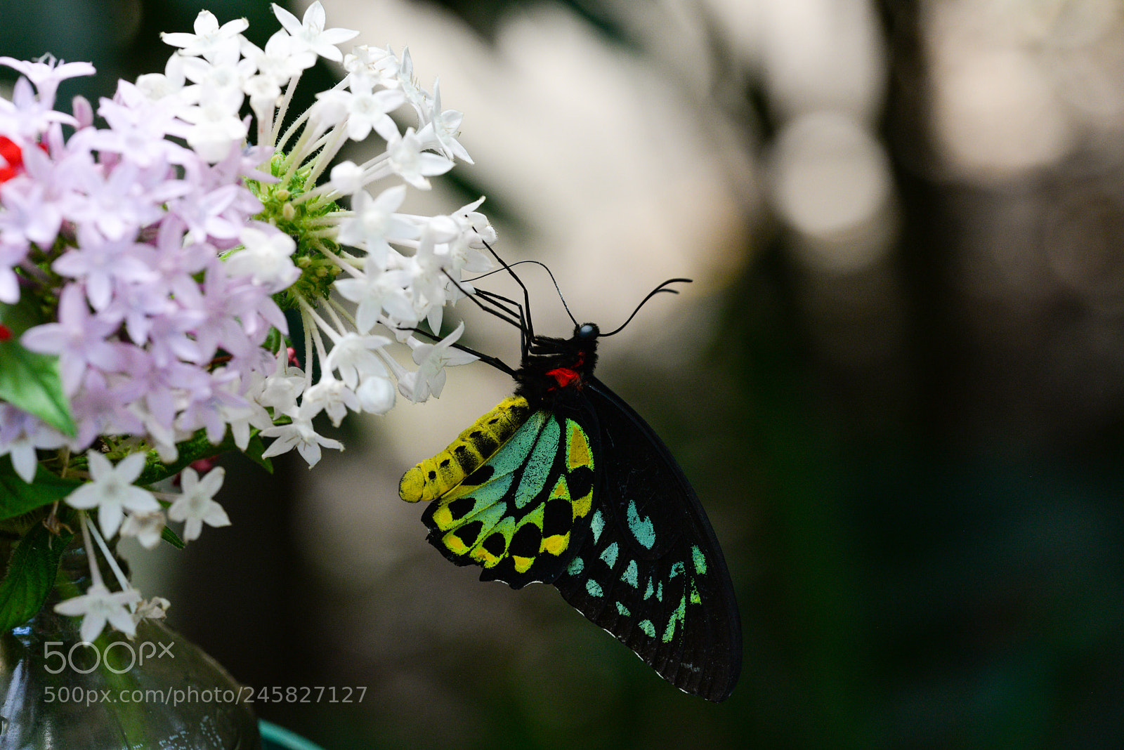Nikon D610 sample photo. Birdwing butterfly photography