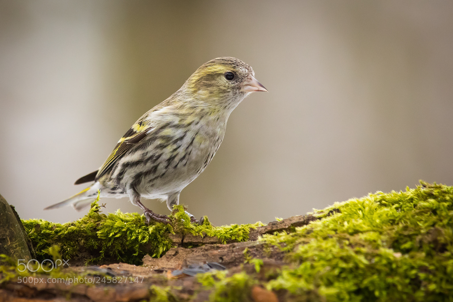 Canon EOS 7D Mark II sample photo. Siskin photography