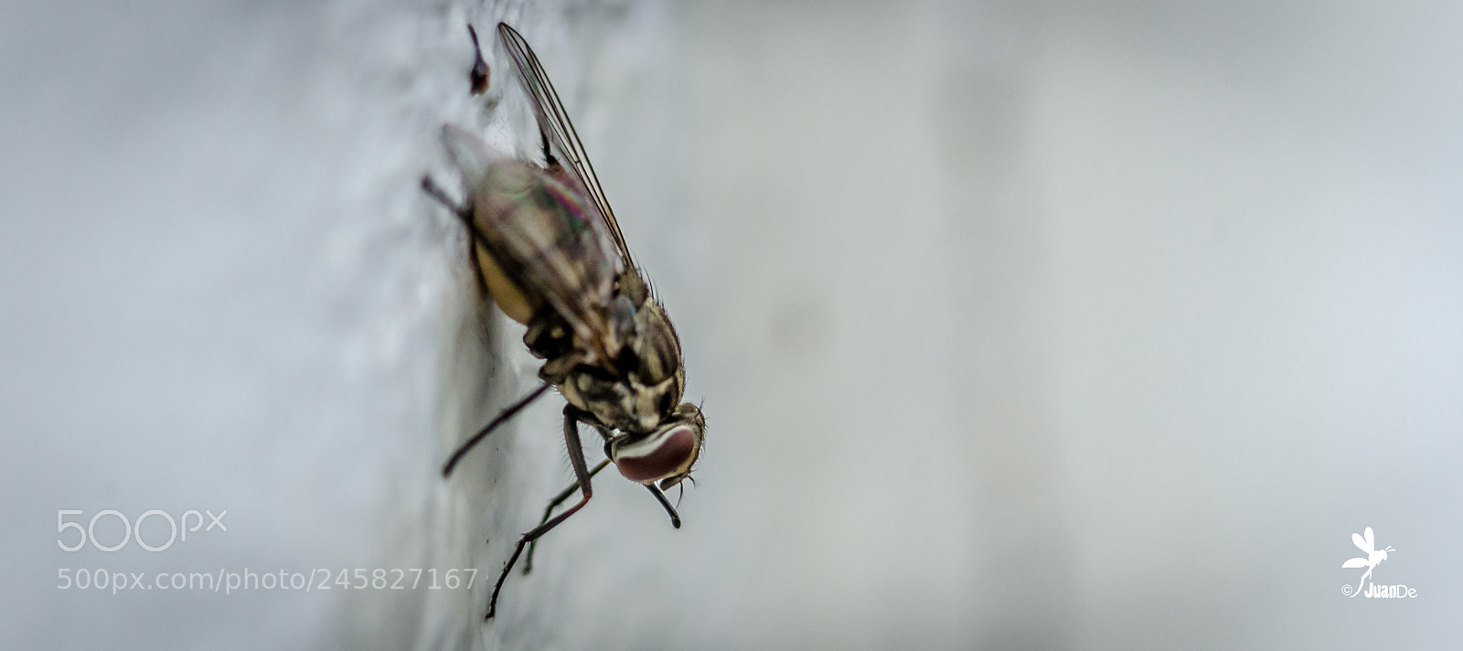 Nikon D5100 sample photo. La cagada de la photography