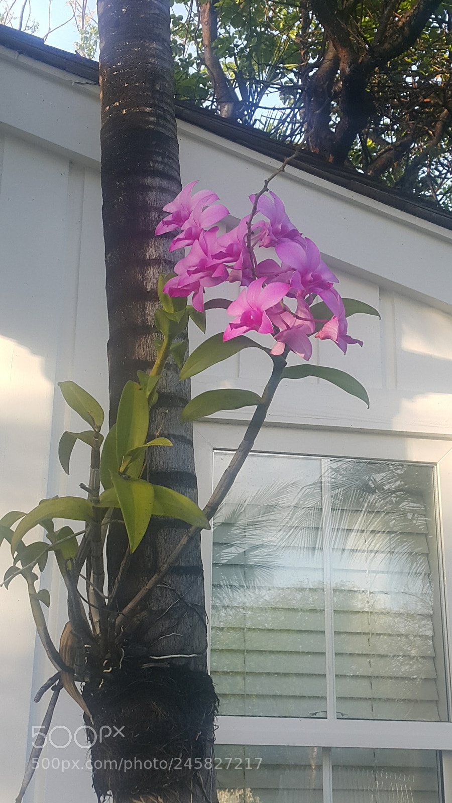 Samsung Galaxy Note4 sample photo. Untitled photography