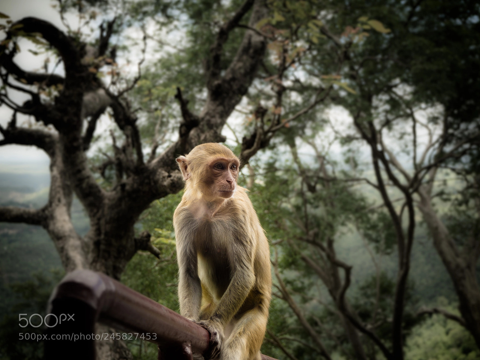 Olympus OM-D E-M10 sample photo. Gold monkey photography