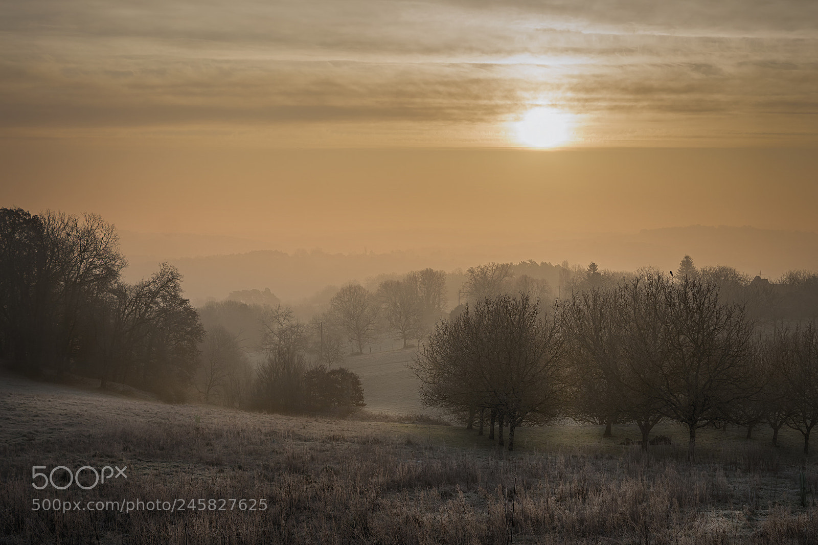 Sony ILCA-77M2 sample photo. Morning fog photography