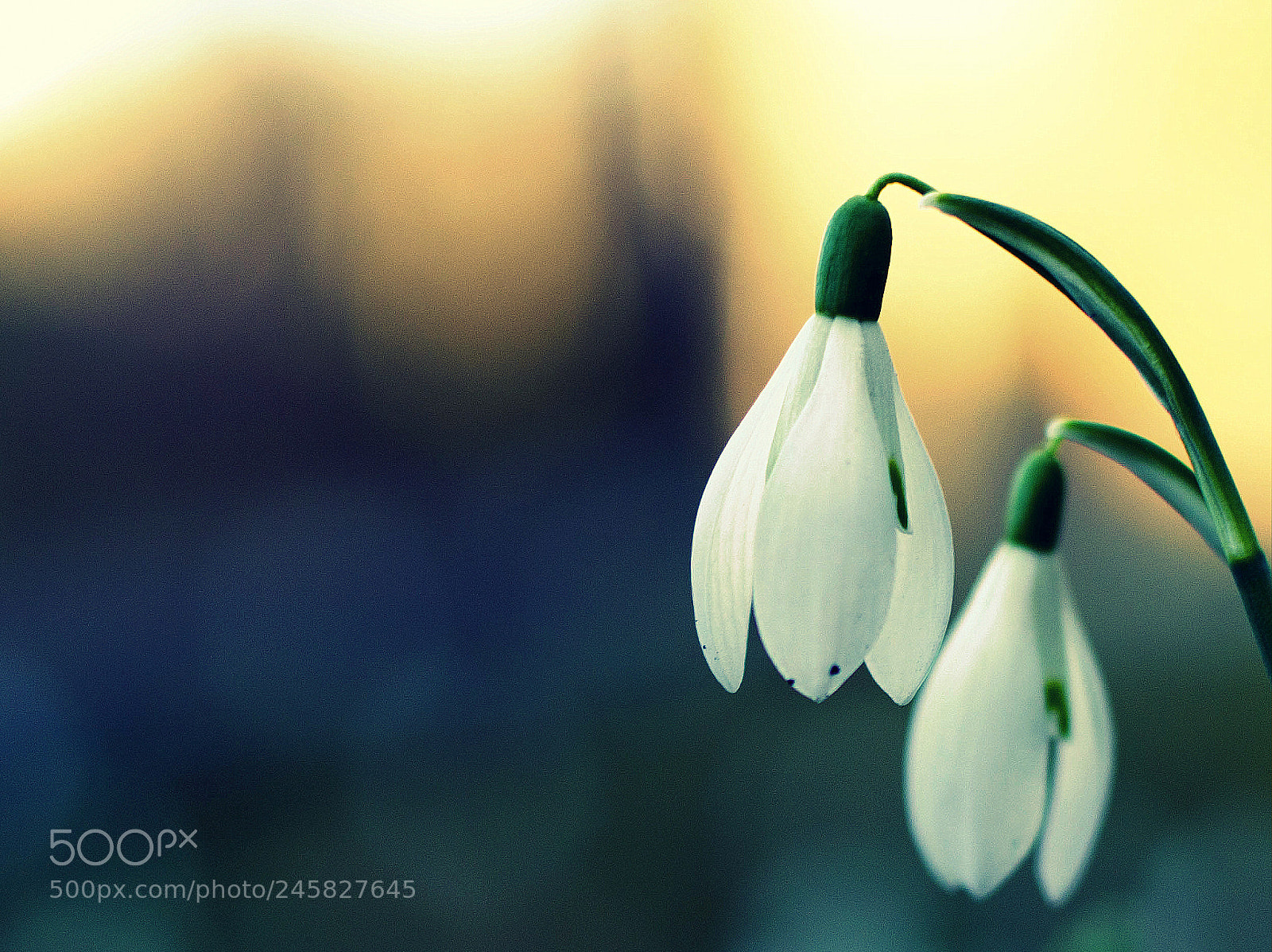 Nikon D5100 sample photo. Snowbells photography