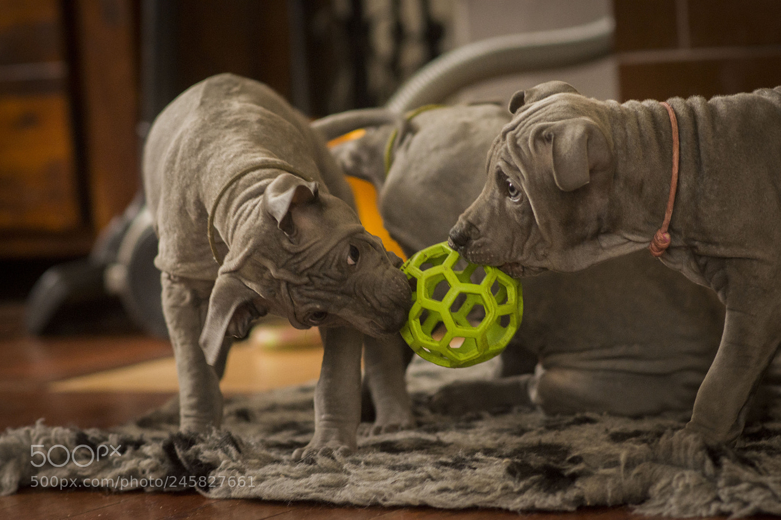 Nikon D7200 sample photo. Untitled photography
