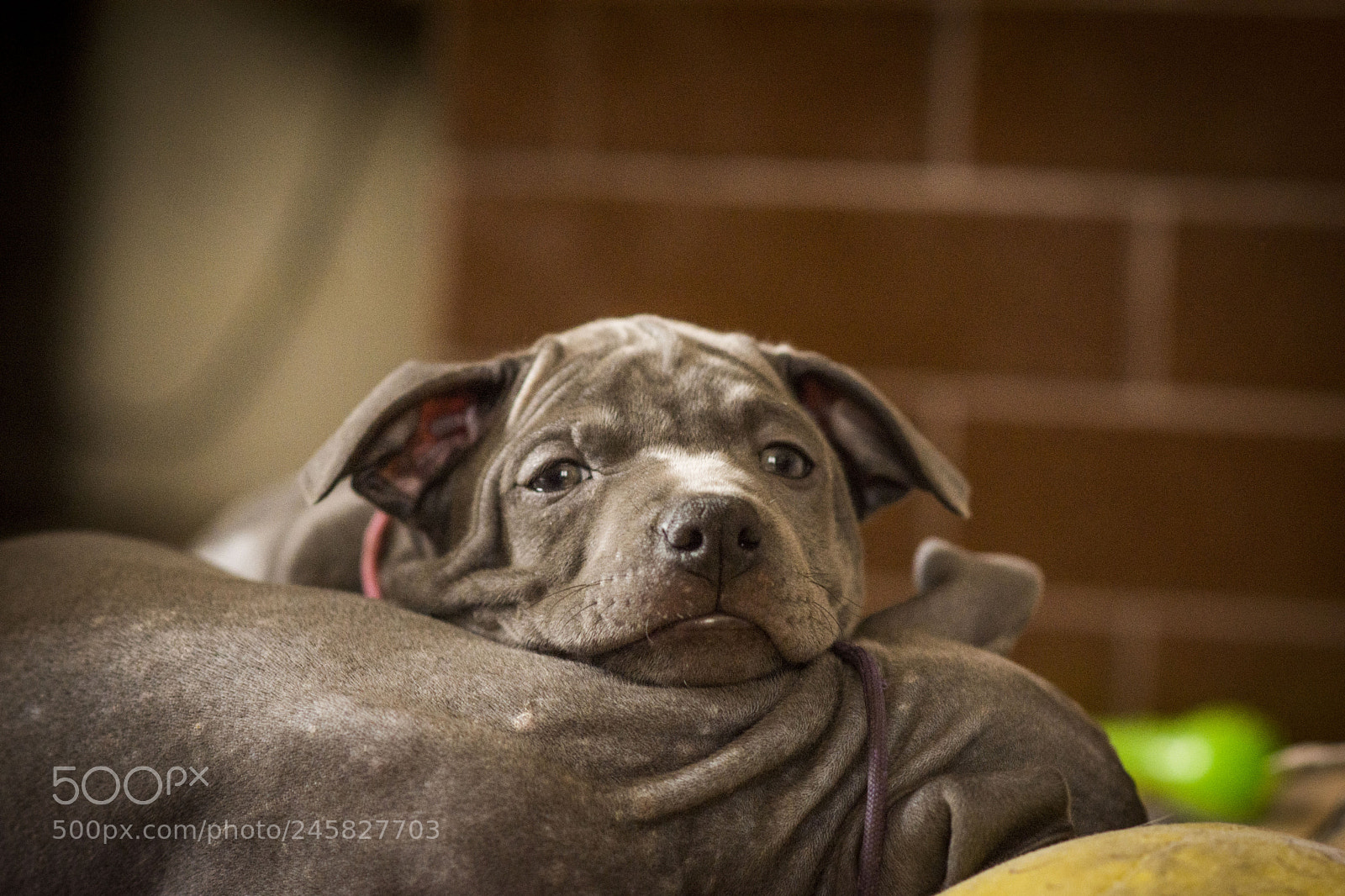 Nikon D7200 sample photo. Untitled photography