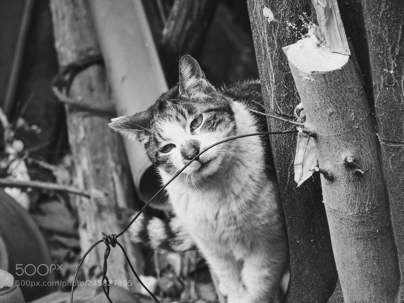 Olympus OM-D E-M10 sample photo. She loves wires photography