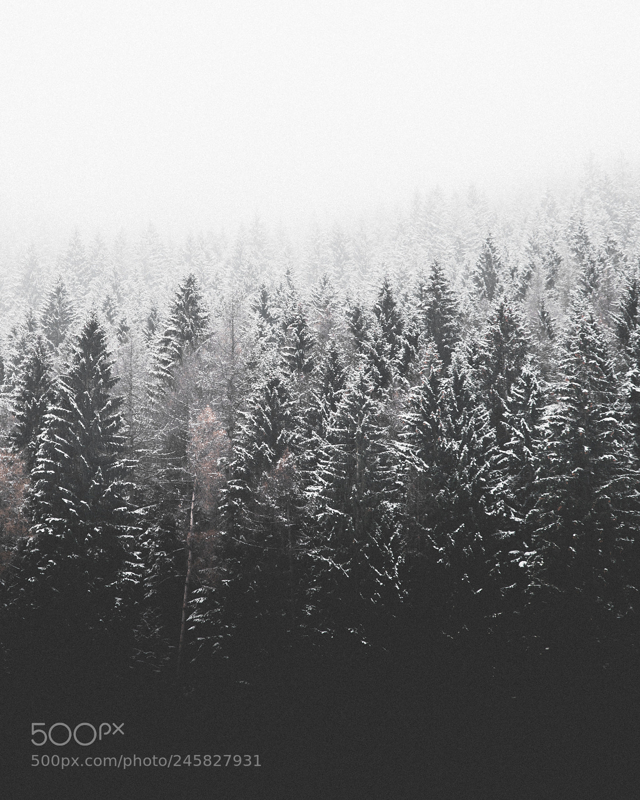 Sony a7R II sample photo. Trees photography
