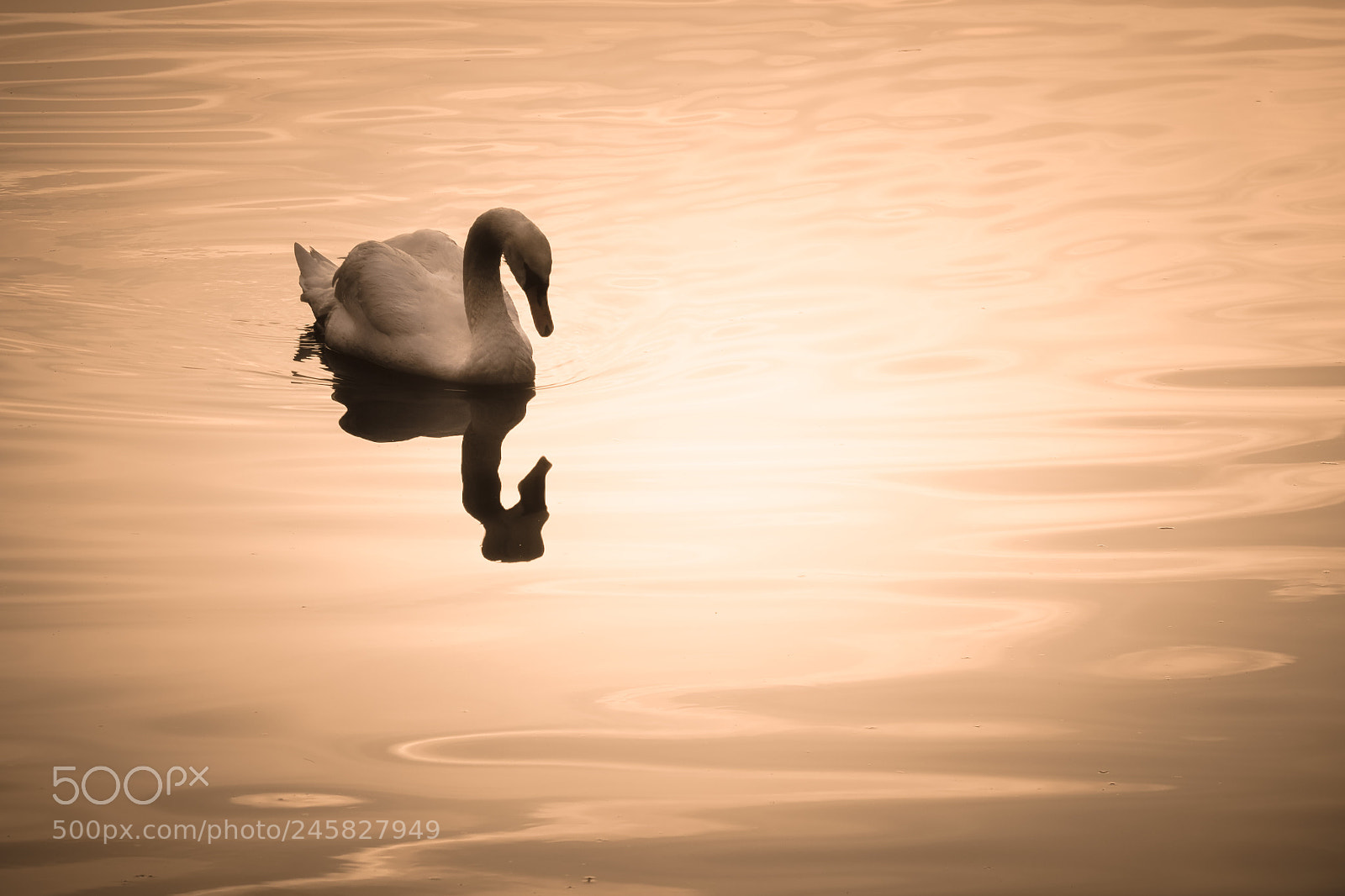 Fujifilm X-Pro2 sample photo. Swan photography