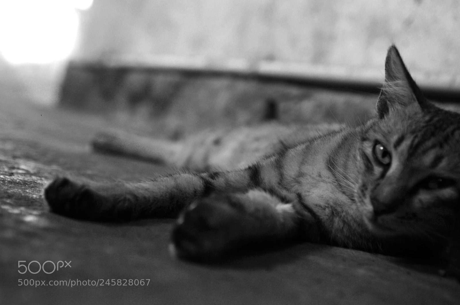 Nikon D300S sample photo. Beautiful cute cat wallpaper photography
