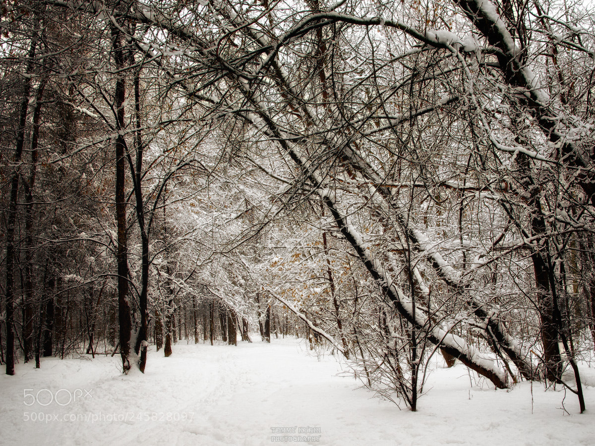 Olympus OM-D E-M1 sample photo. Winter photography