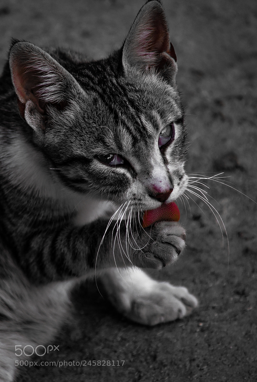 Nikon D3400 sample photo. Look at you... photography