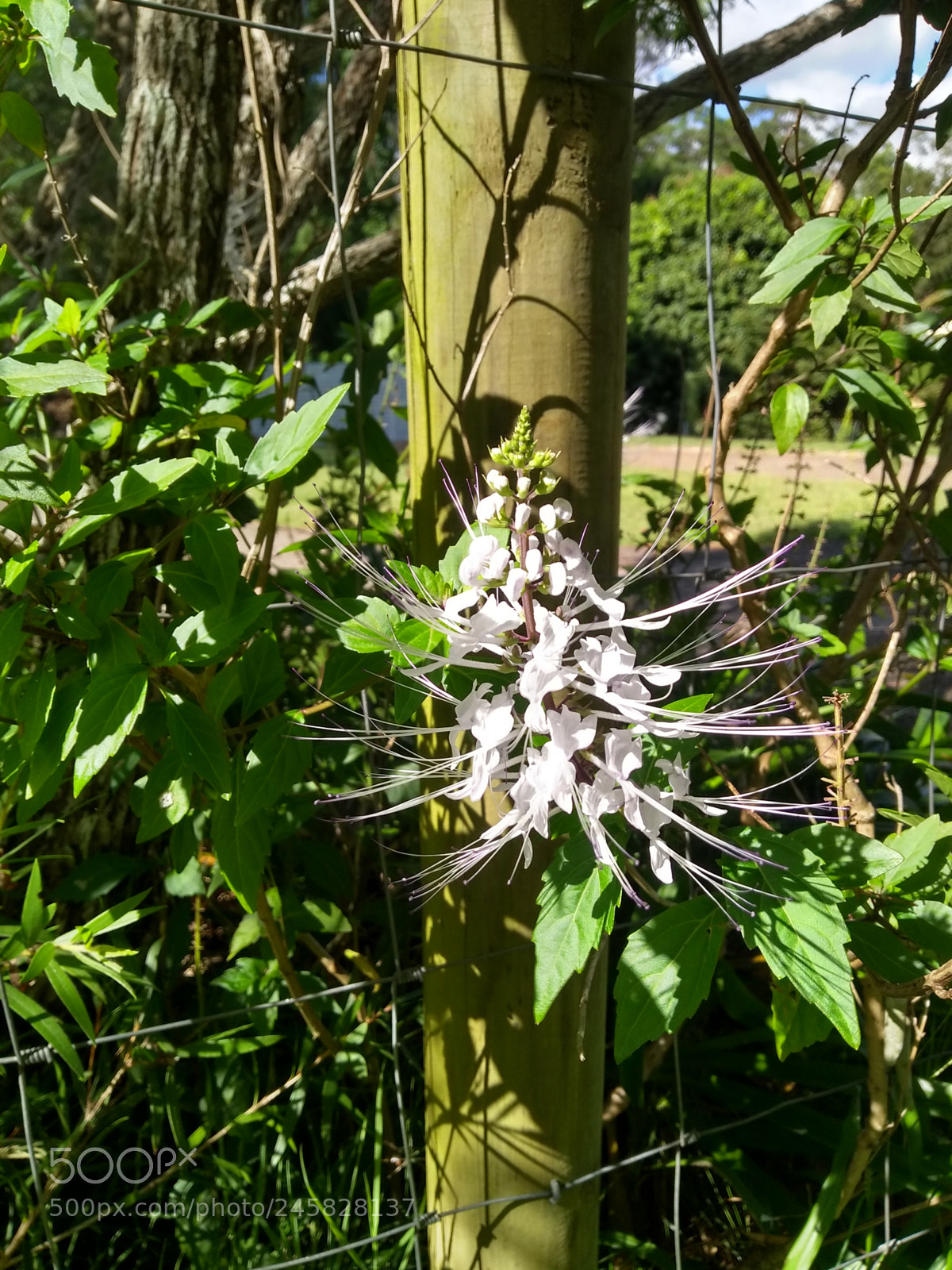 Motorola Moto G (5S) Plus sample photo. Cat's whiskers photography