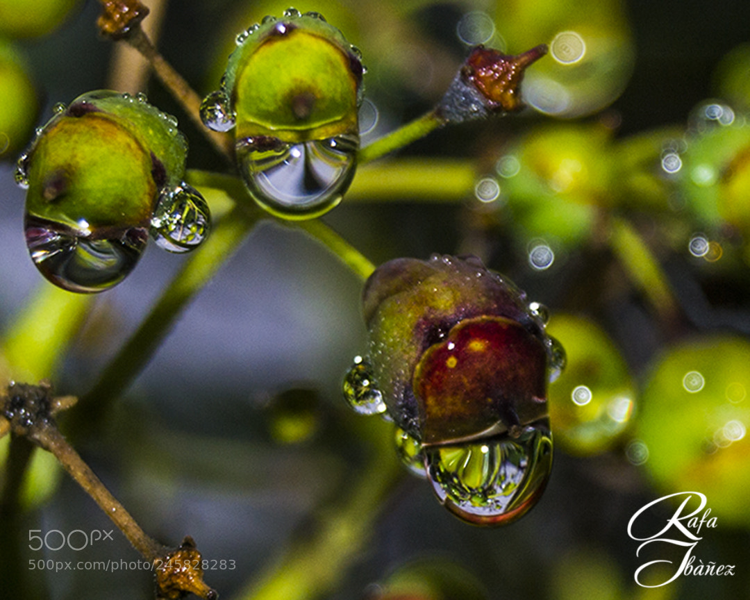 Nikon D3100 sample photo. Raindrop !!! photography