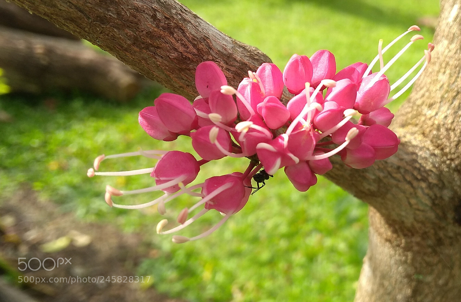 Motorola Moto G (5S) Plus sample photo. Little evodia photography