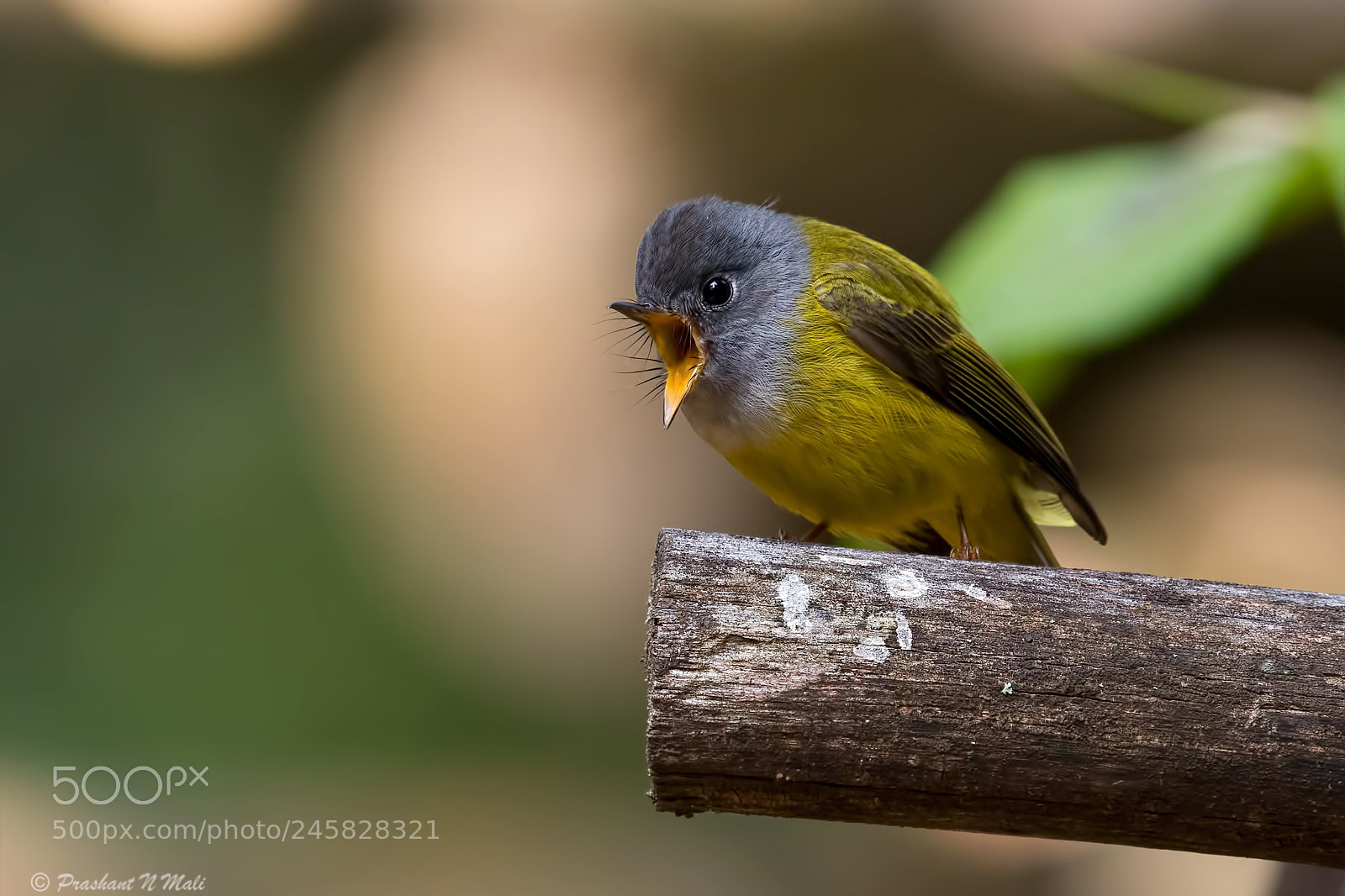 Canon EOS 7D Mark II sample photo. Gray headed canary flycatcher photography