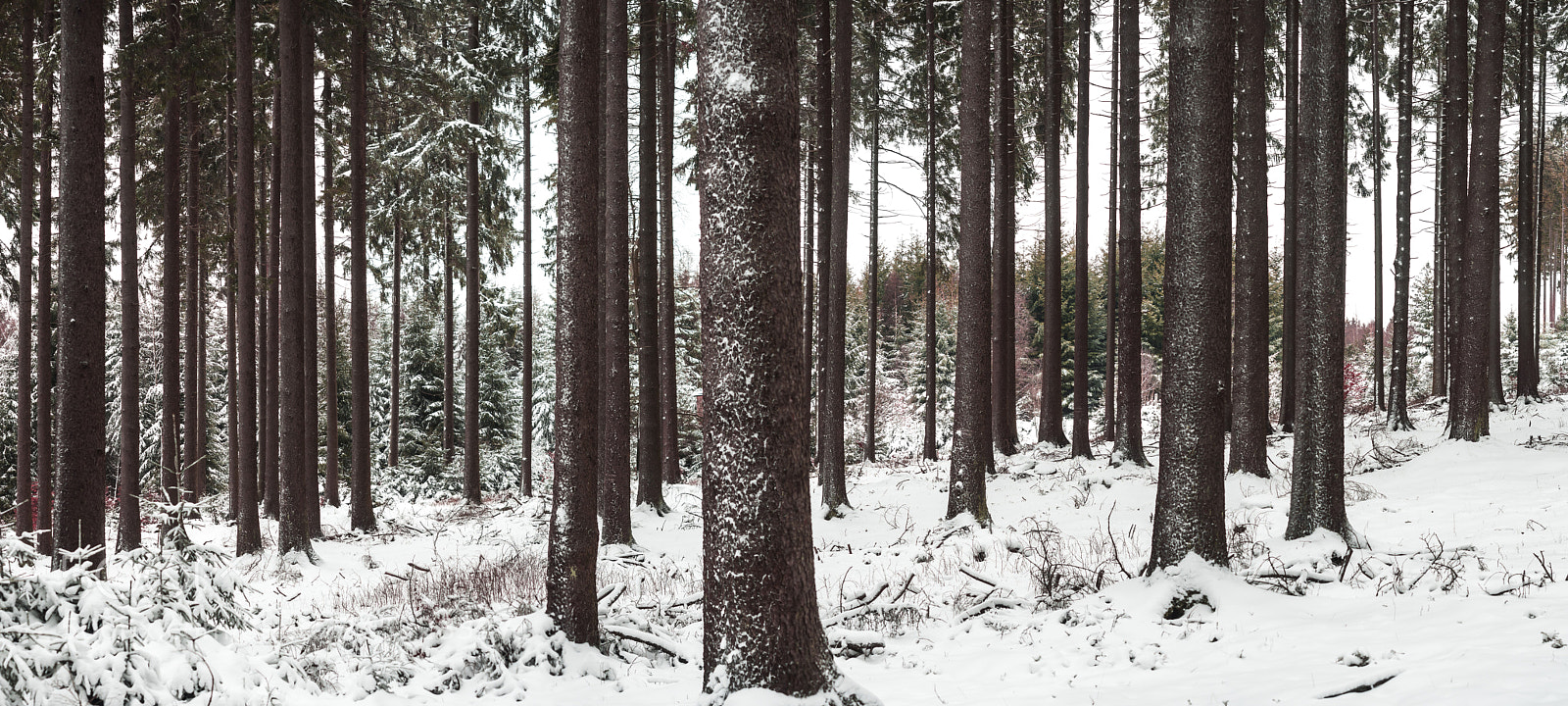 Olympus OM-D E-M5 II sample photo. Winter trees photography