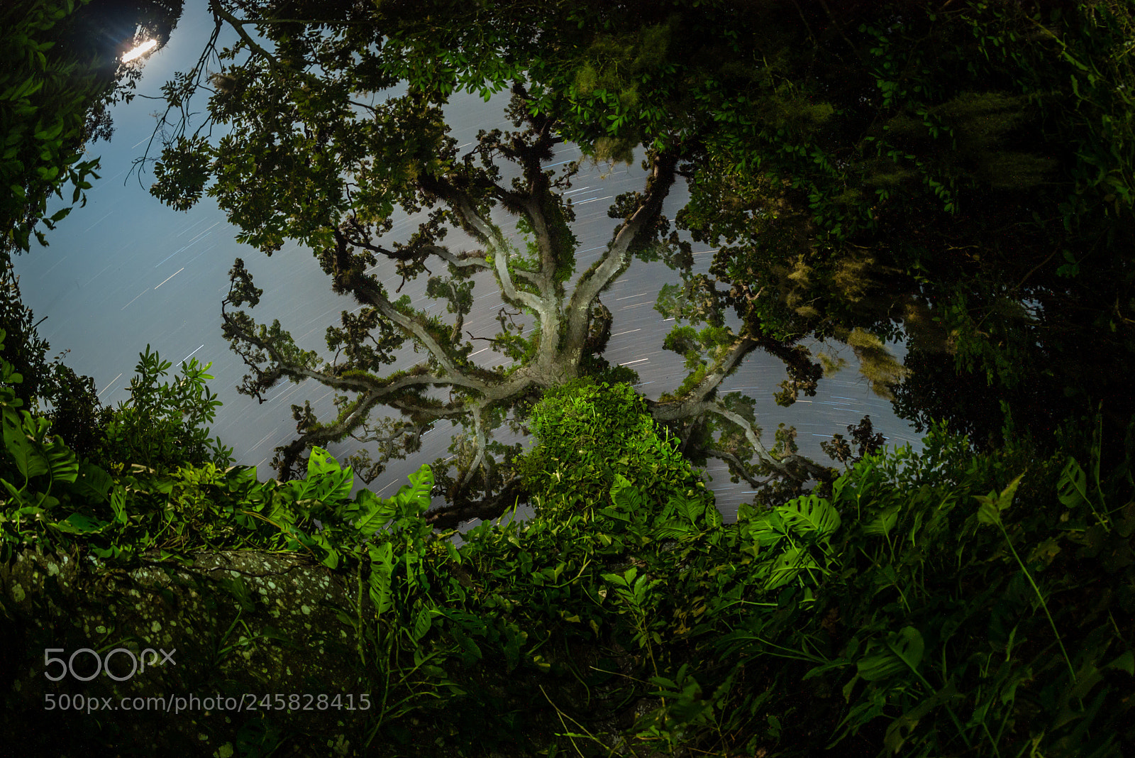 Nikon D610 sample photo. 30658504793.jpg photography