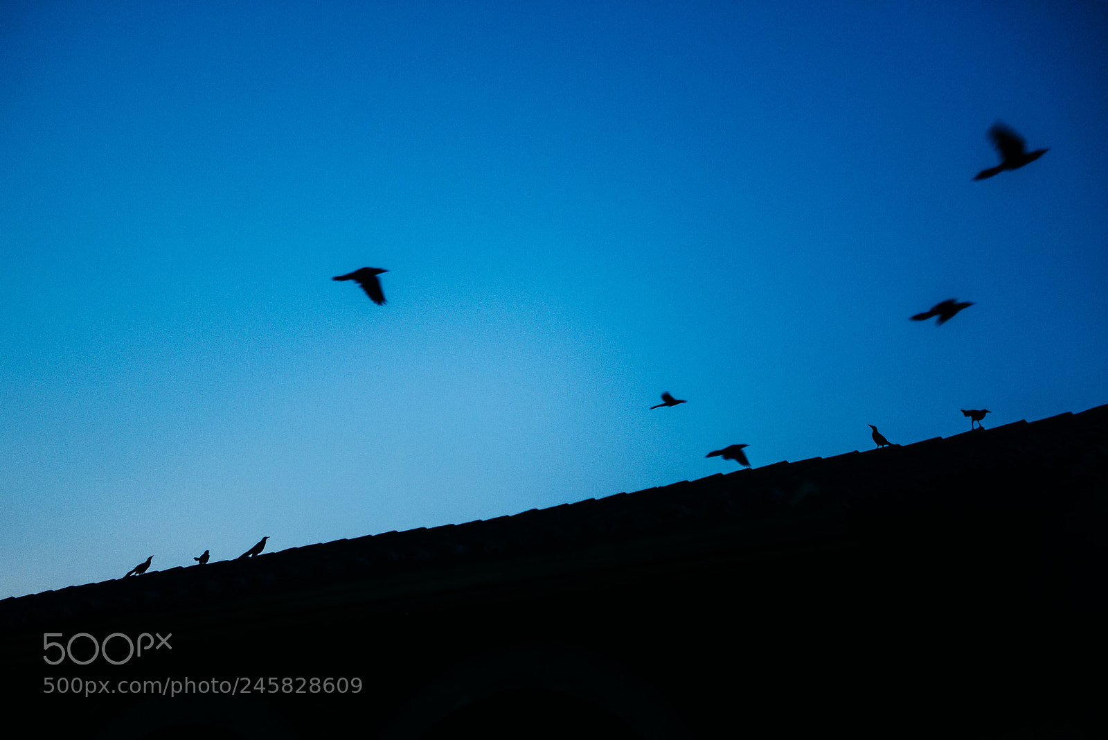 Nikon D800 sample photo. 27812097361.jpg photography