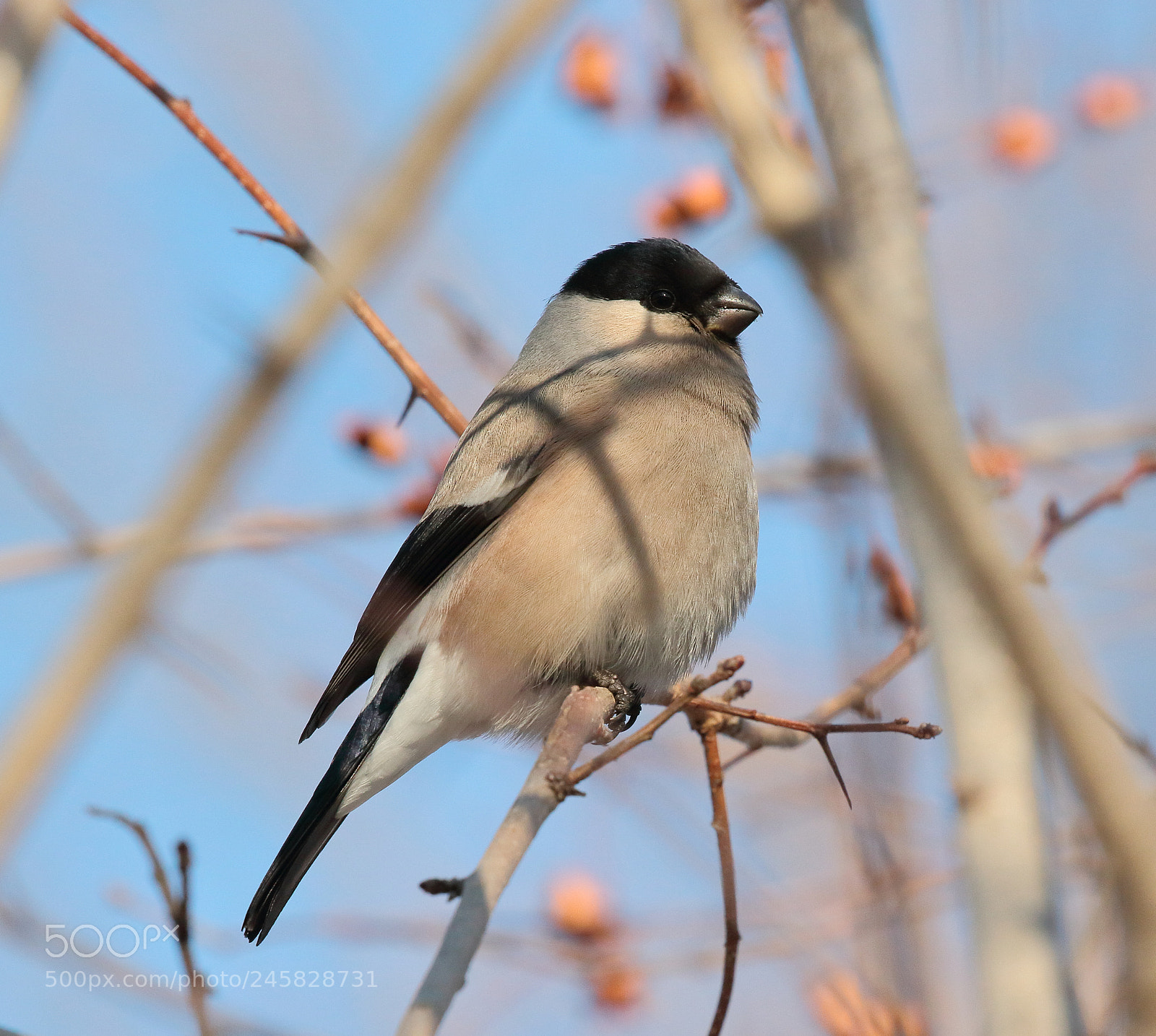 Canon EOS 7D Mark II sample photo. Bullfinch (f) photography