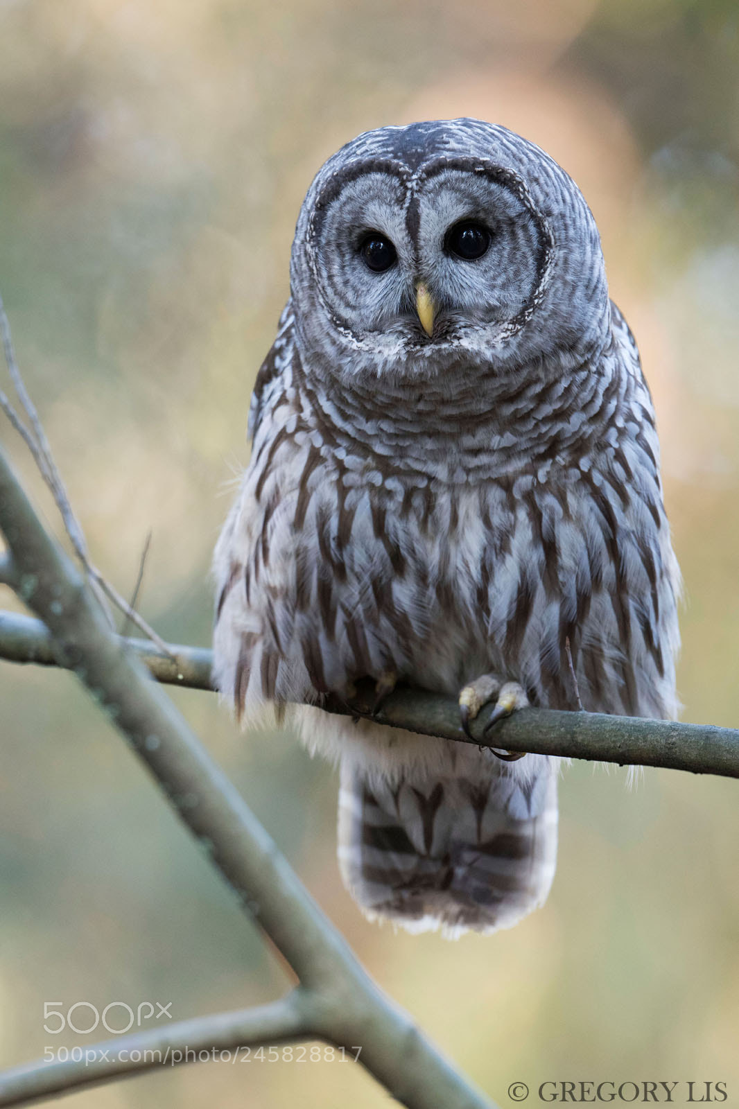 Nikon D810 sample photo. Barred owl photography