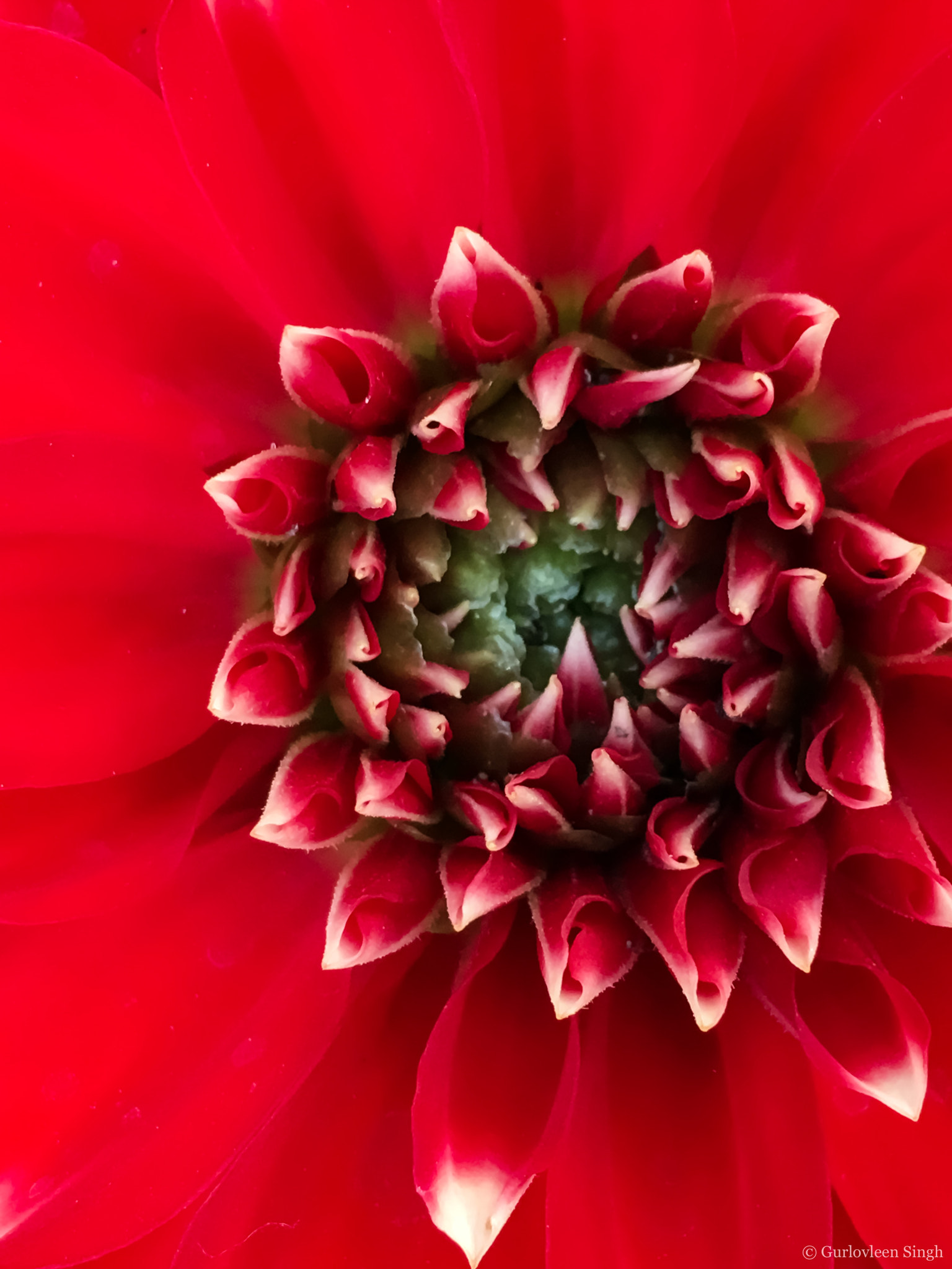 Apple iPhone8,1 sample photo. Red dahlia in full bloom photography