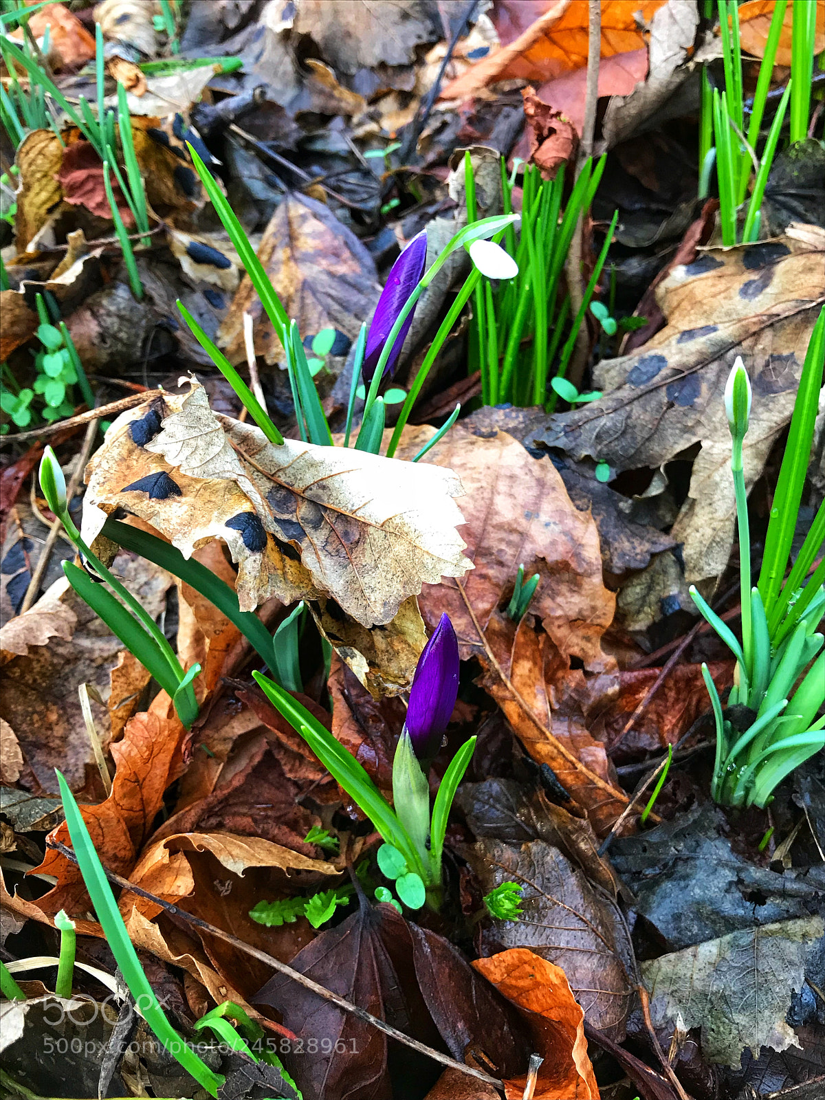 Apple iPhone 7 sample photo. Untitled photography