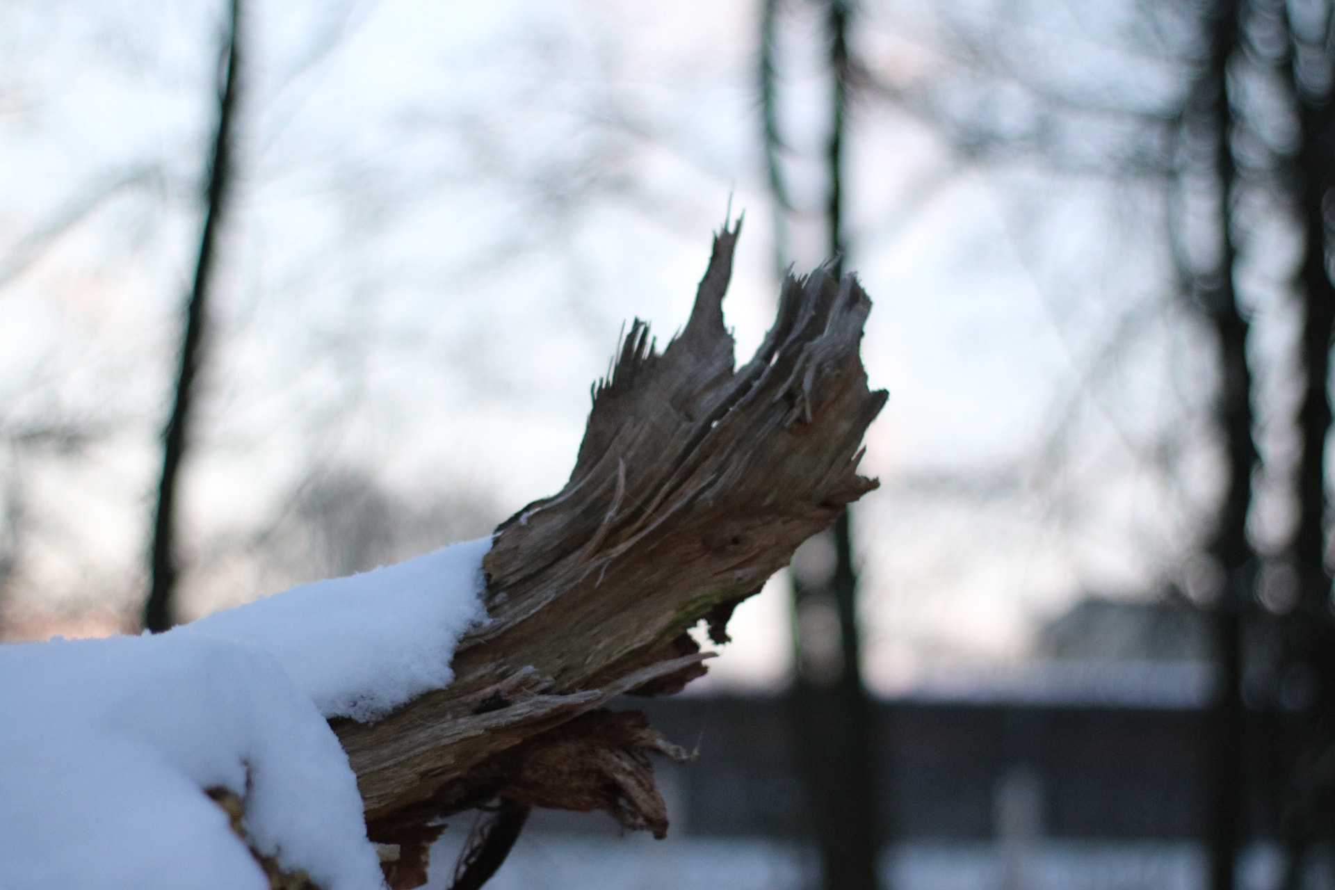 Canon 50mm sample photo. Snow. 1 ground photography