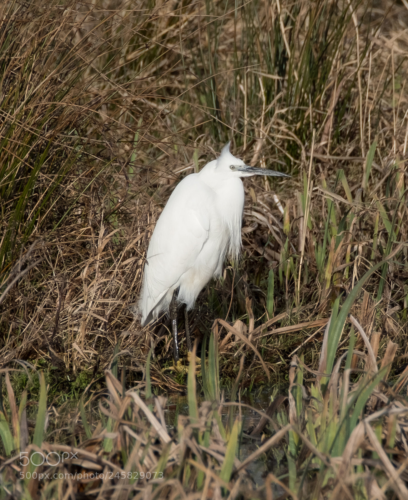 Fujifilm X-T2 sample photo. Little egret 2 photography