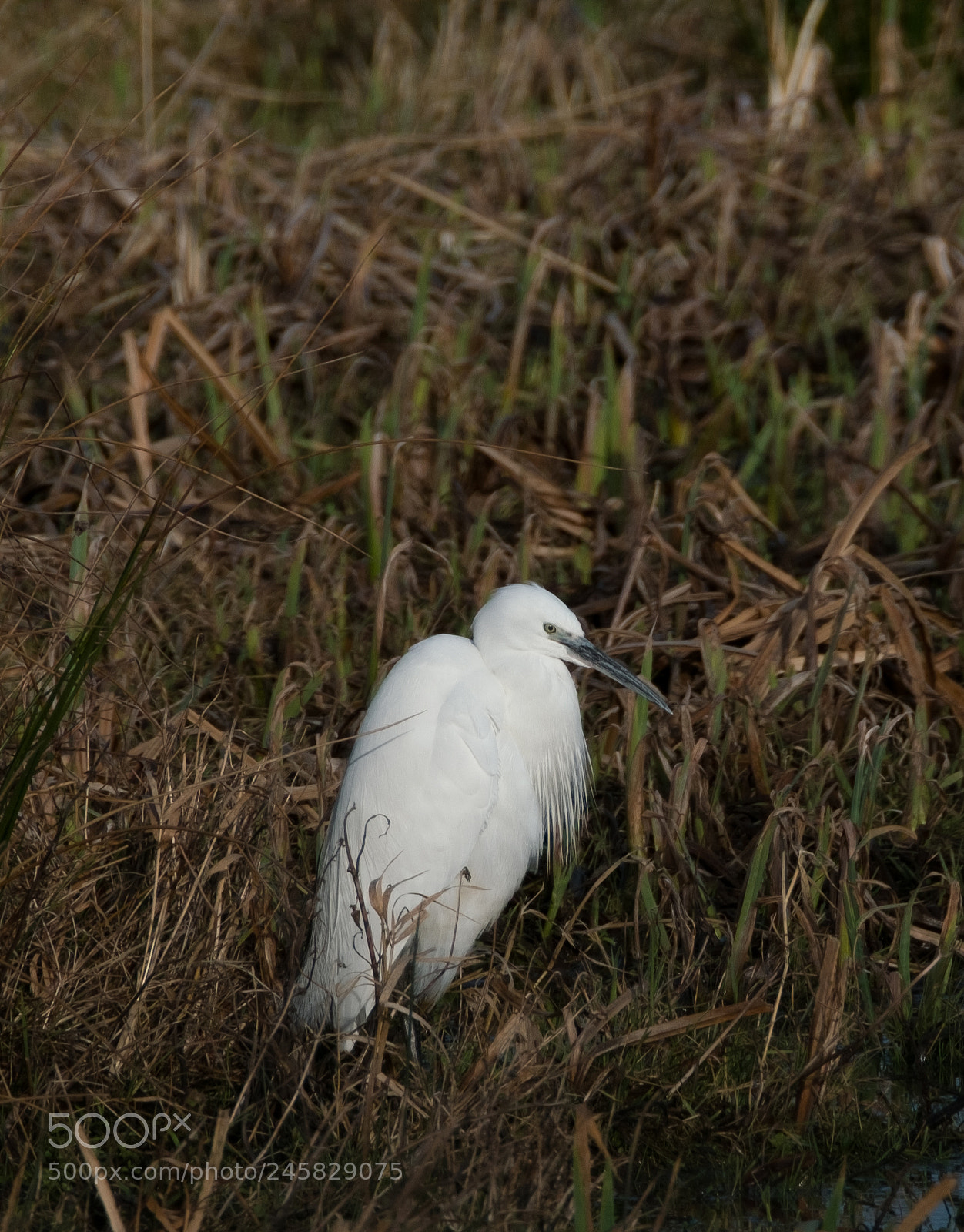 Fujifilm X-T2 sample photo. Little egret 1 photography