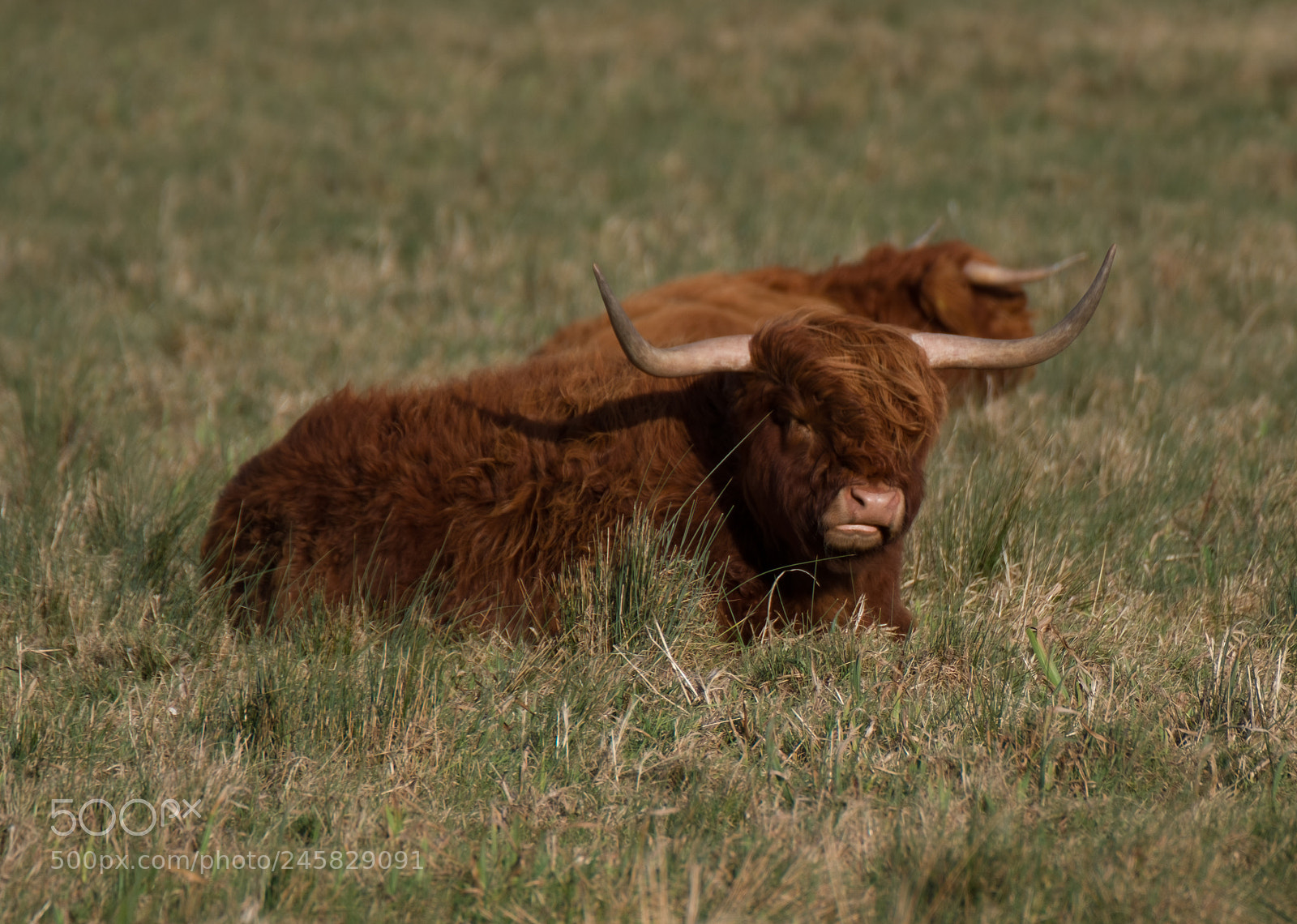 Fujifilm X-T2 sample photo. Cow photography