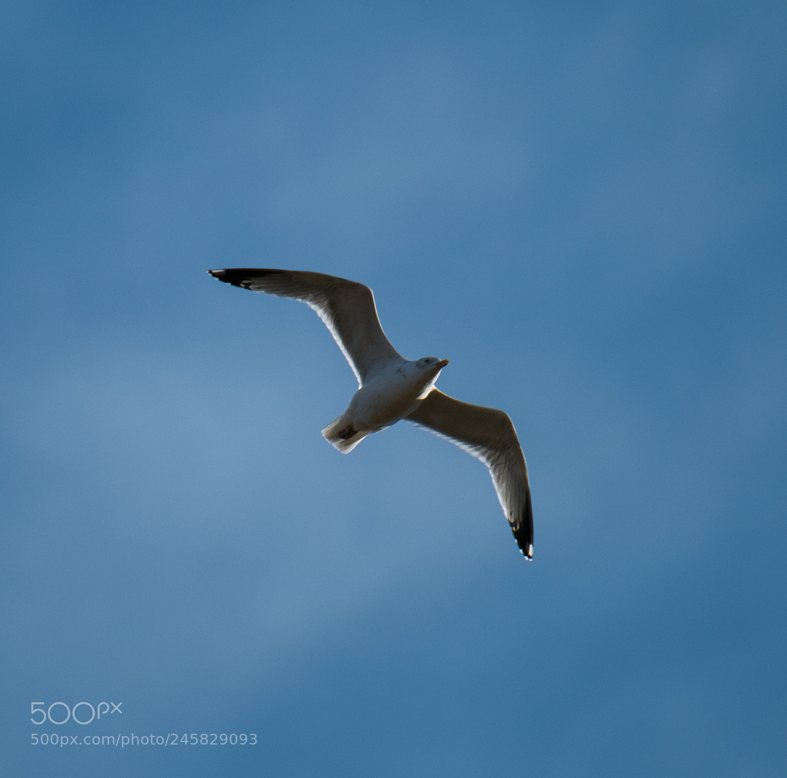 Fujifilm X-T2 sample photo. Gull photography