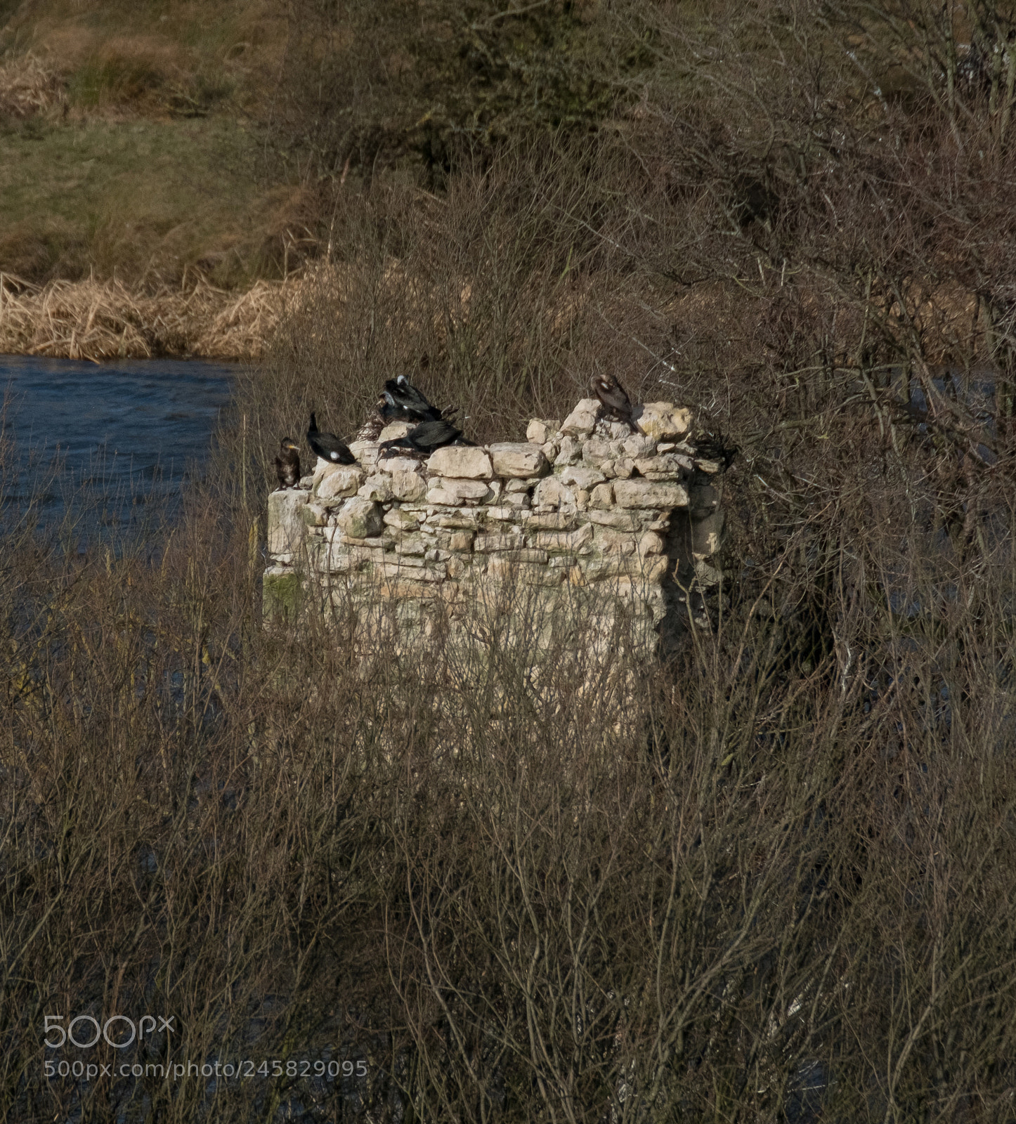 Fujifilm X-T2 sample photo. Cormorant rock photography