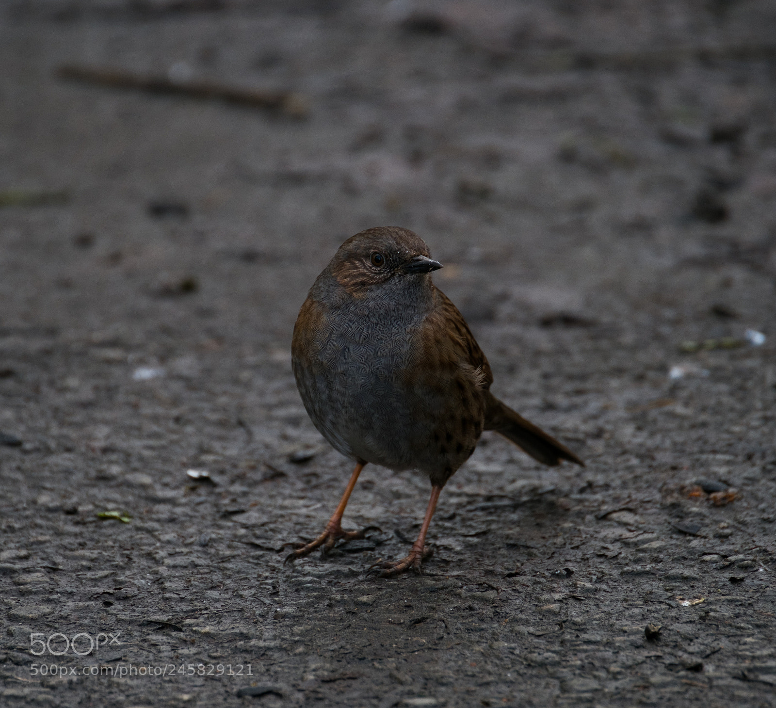Fujifilm X-T2 sample photo. Dunnock 2? photography