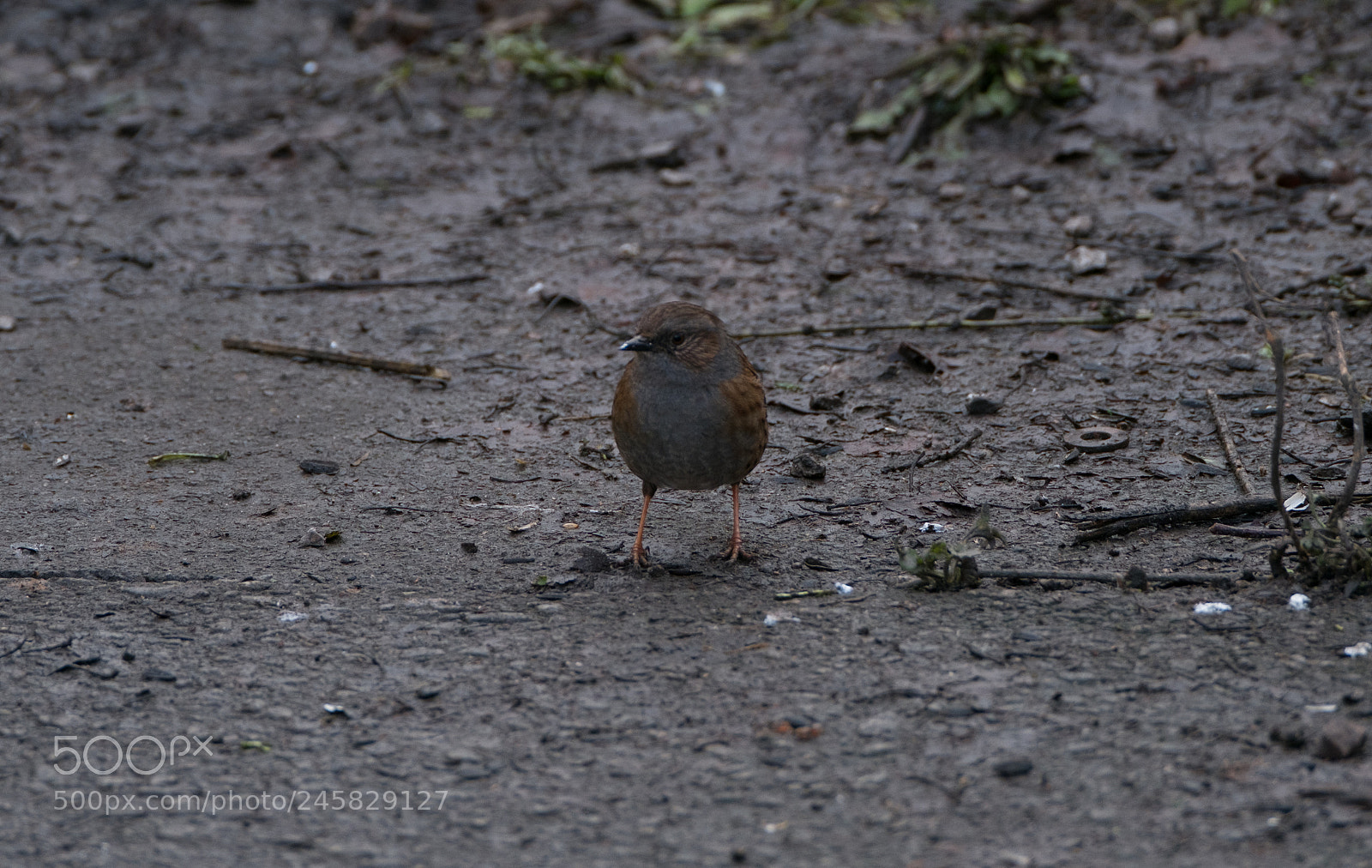 Fujifilm X-T2 sample photo. Dunnock? photography
