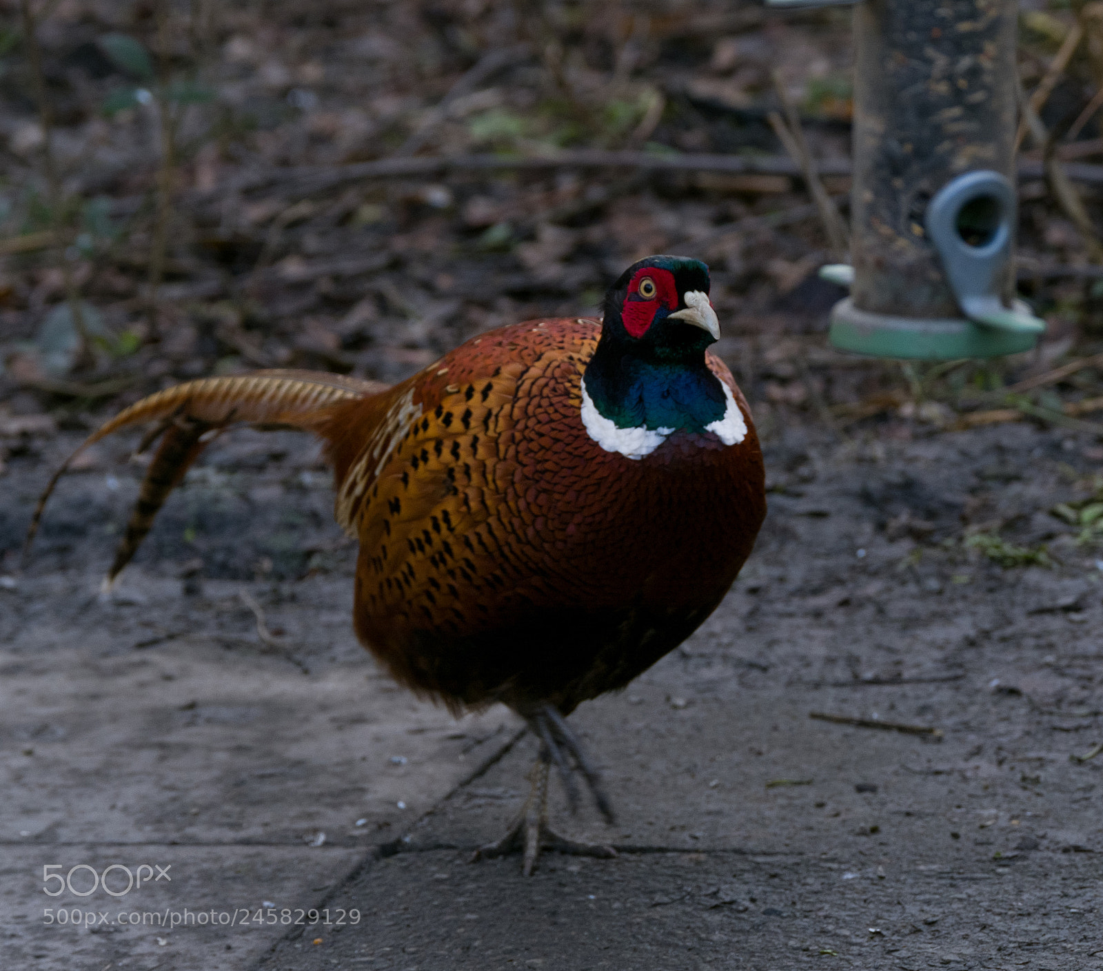 Fujifilm X-T2 sample photo. Pheasant photography