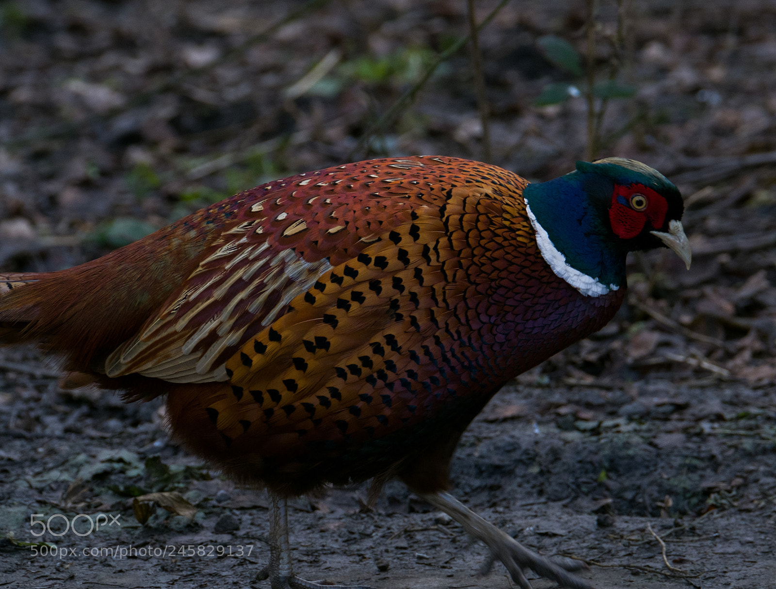 Fujifilm X-T2 sample photo. Pheasant 2 photography