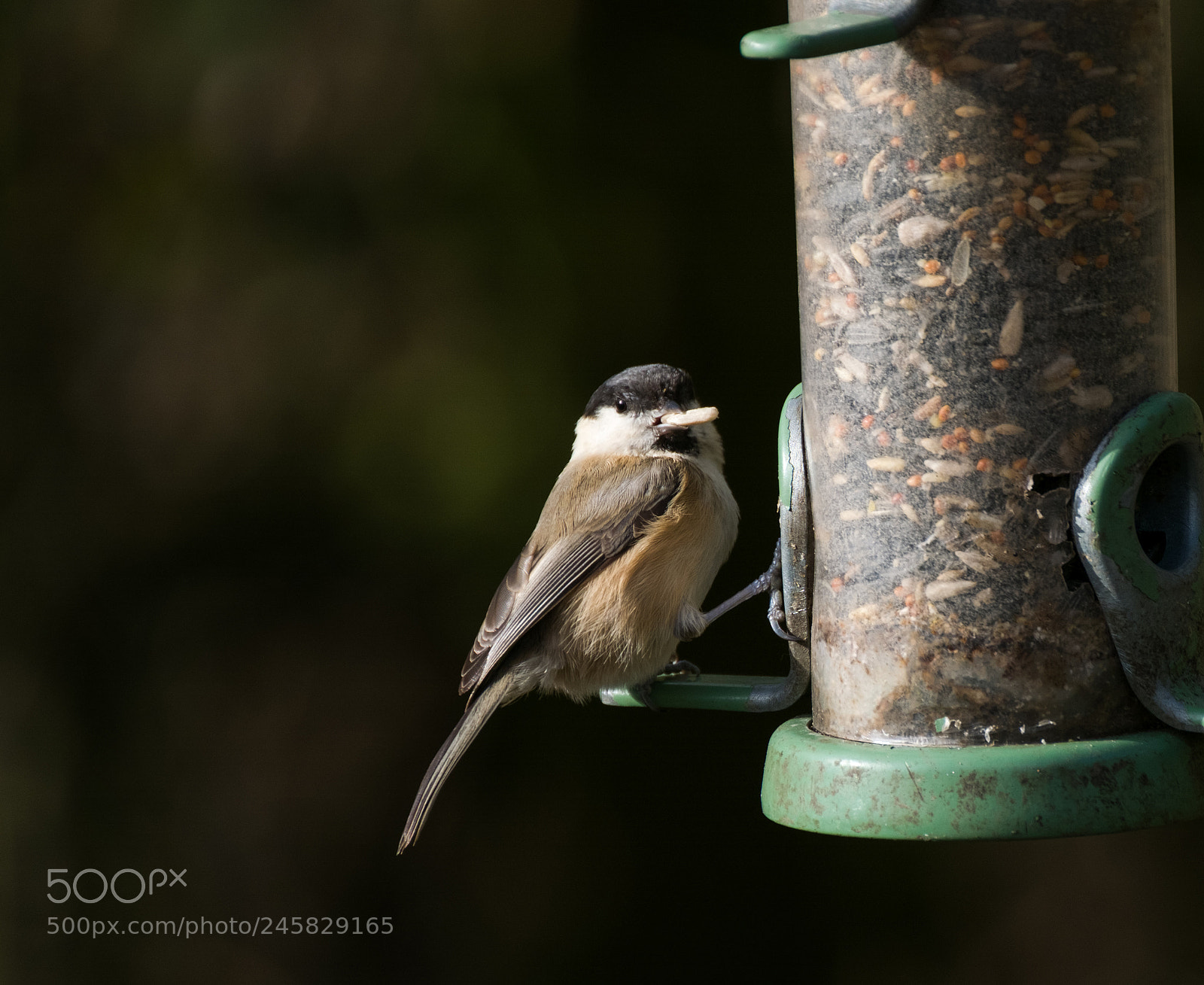 Fujifilm X-T2 sample photo. Coal tit photography