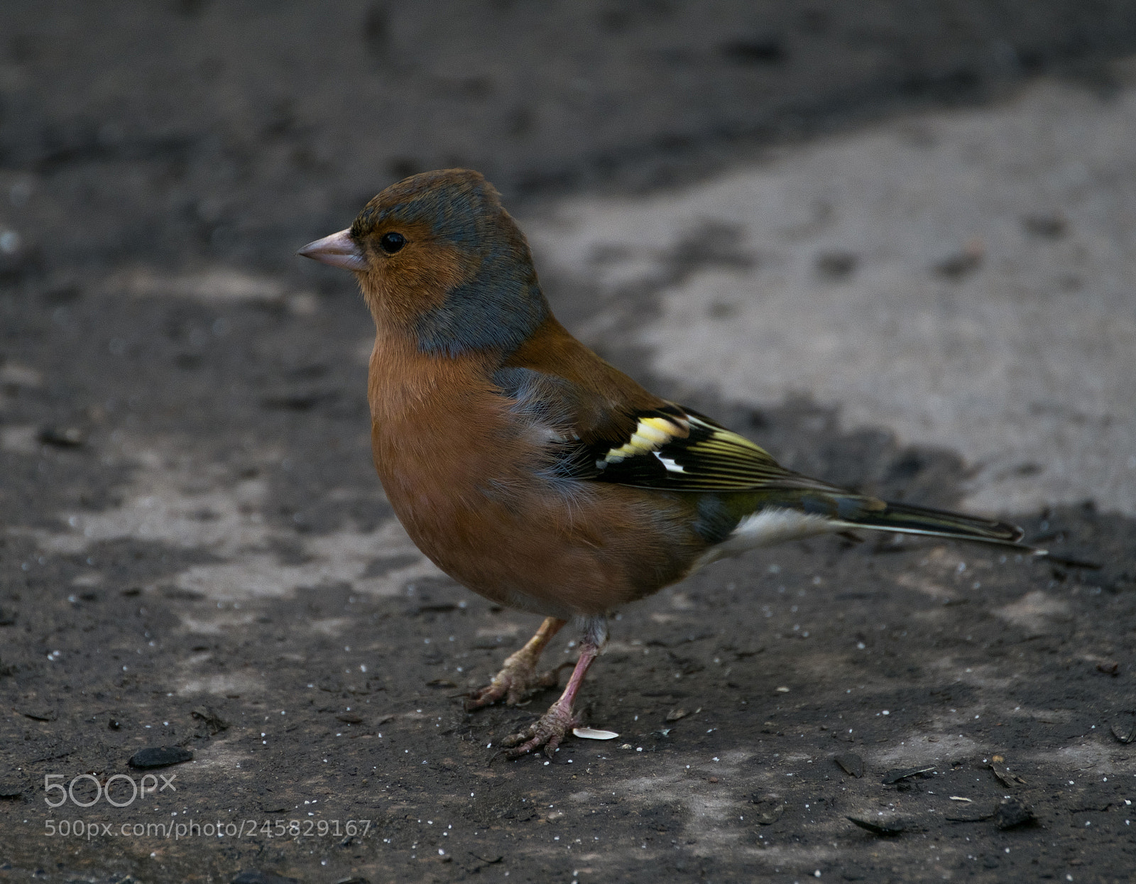 Fujifilm X-T2 sample photo. Chaffinch 3 photography