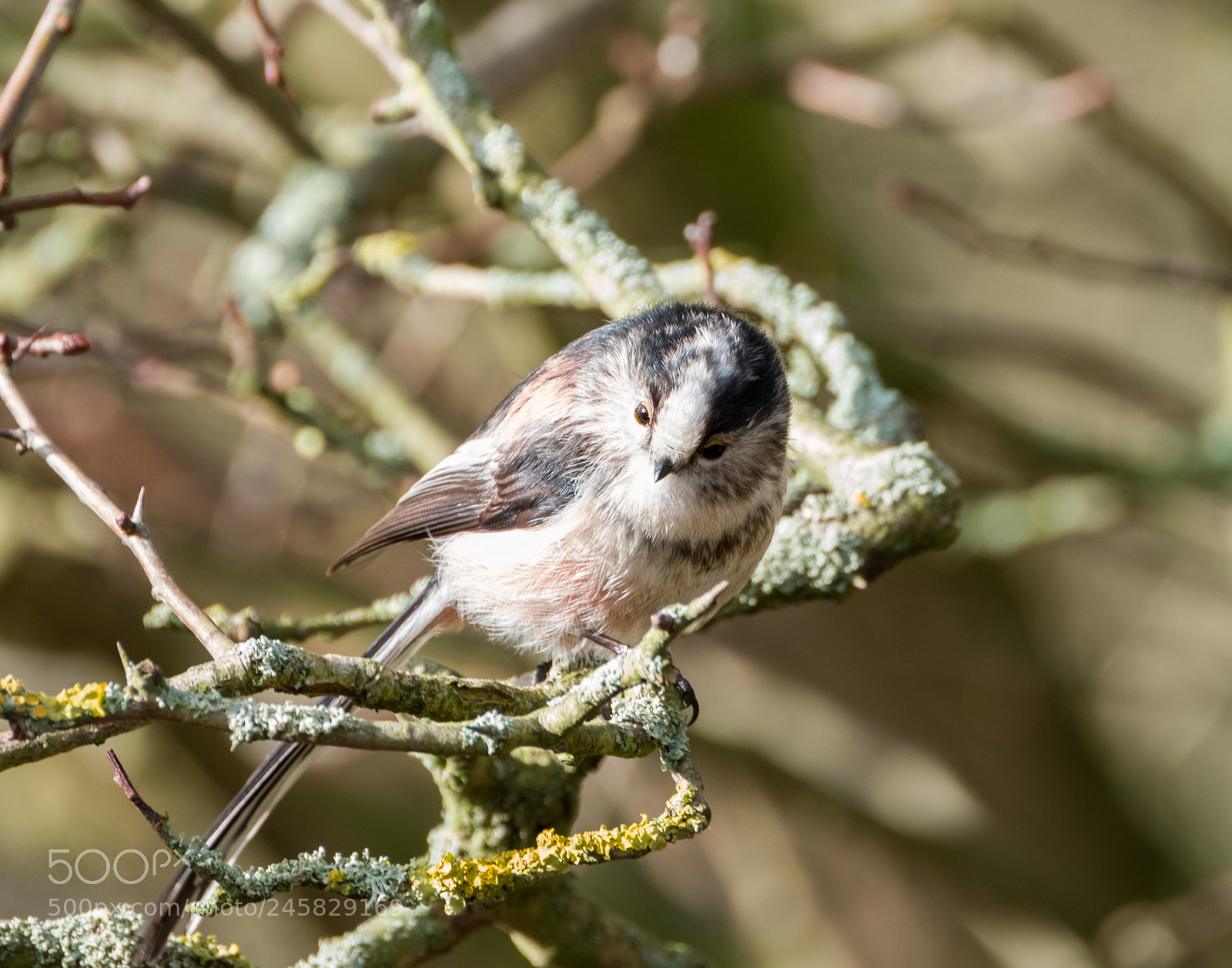 Fujifilm X-T2 sample photo. Long tailed tit photography