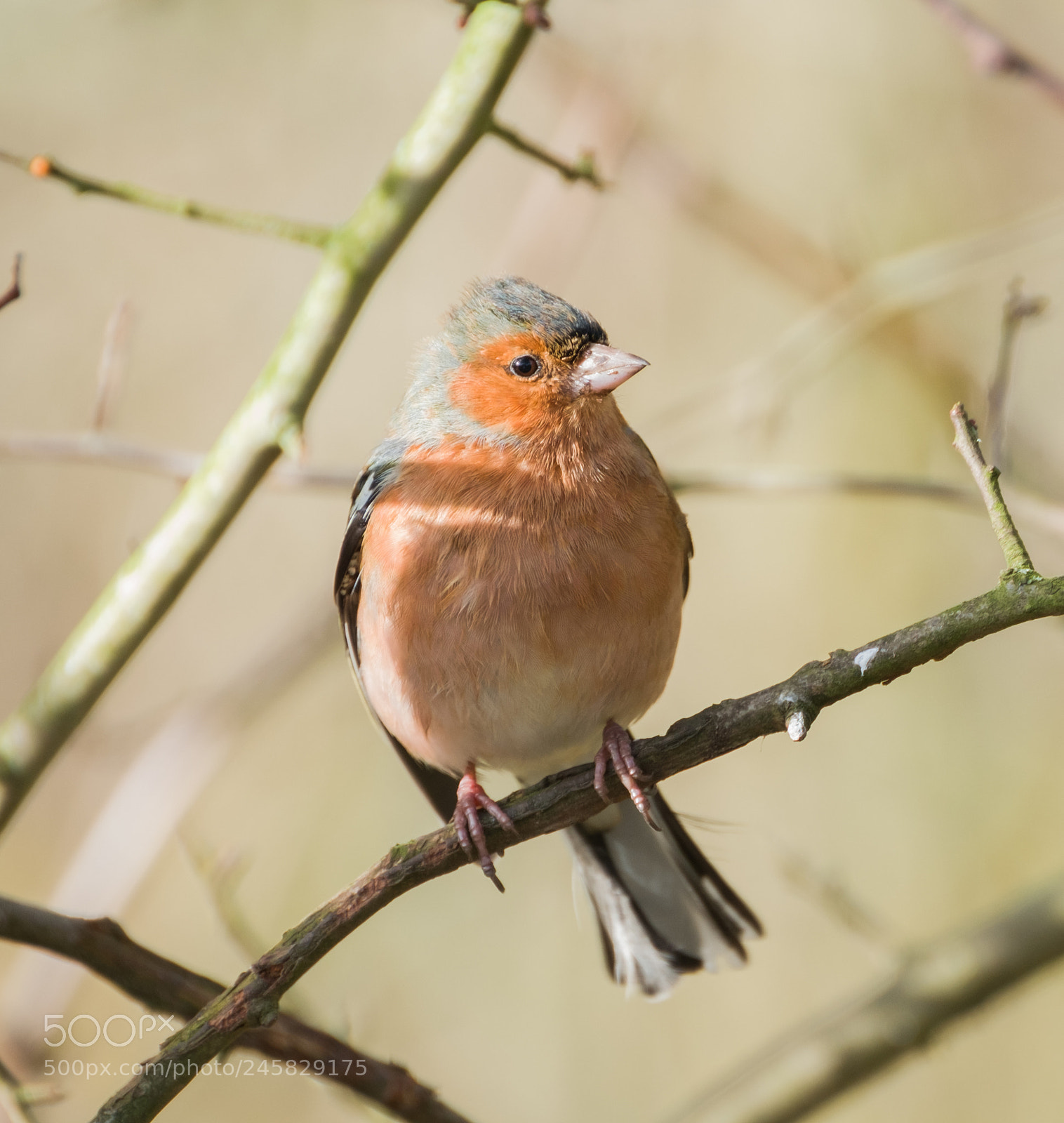 Fujifilm X-T2 sample photo. Chaffinch photography