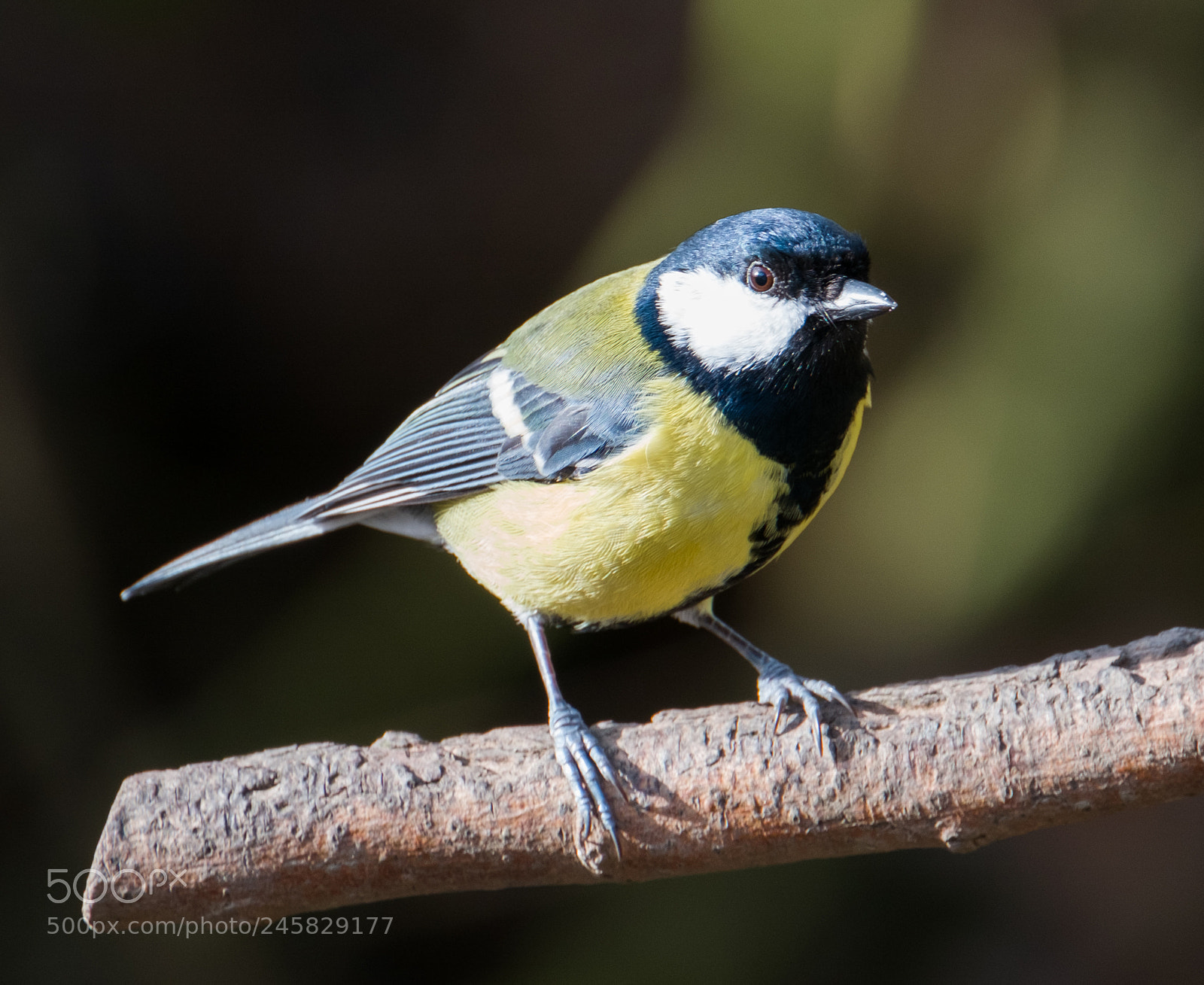 Fujifilm X-T2 sample photo. Great tit photography