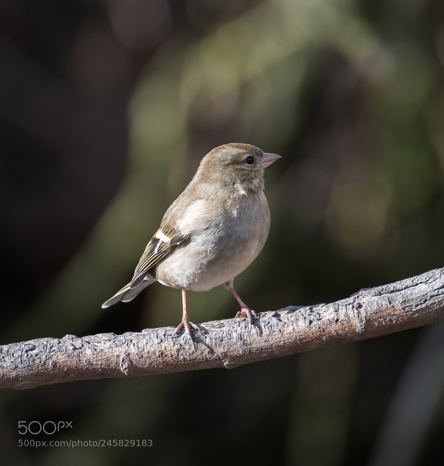 Fujifilm X-T2 sample photo. Chaffinch (female) photography