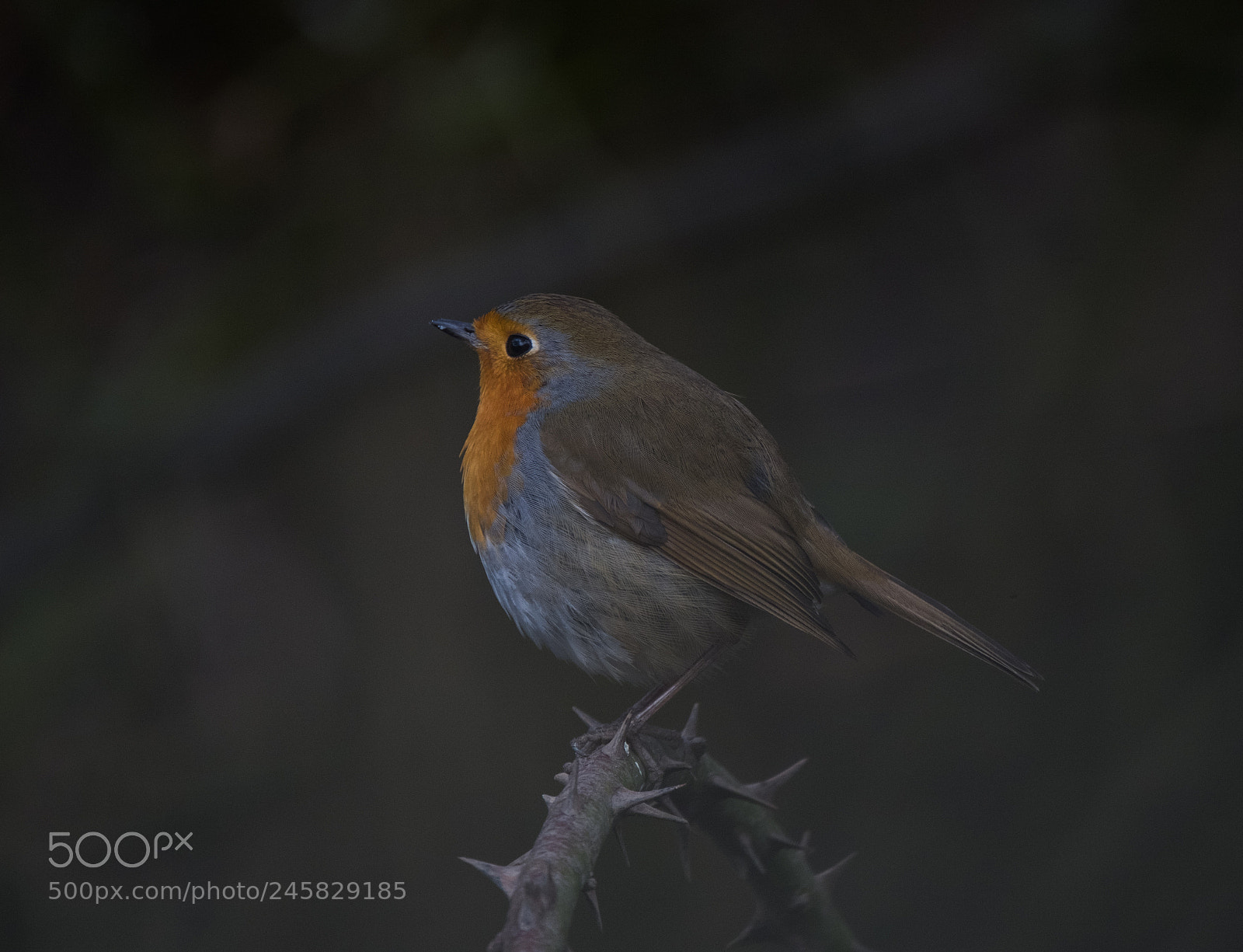 Fujifilm X-T2 sample photo. Precarious robin photography