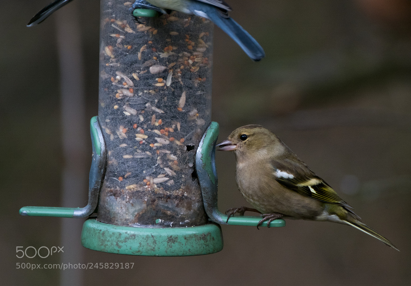 Fujifilm X-T2 sample photo. Chaffinch (female) photography