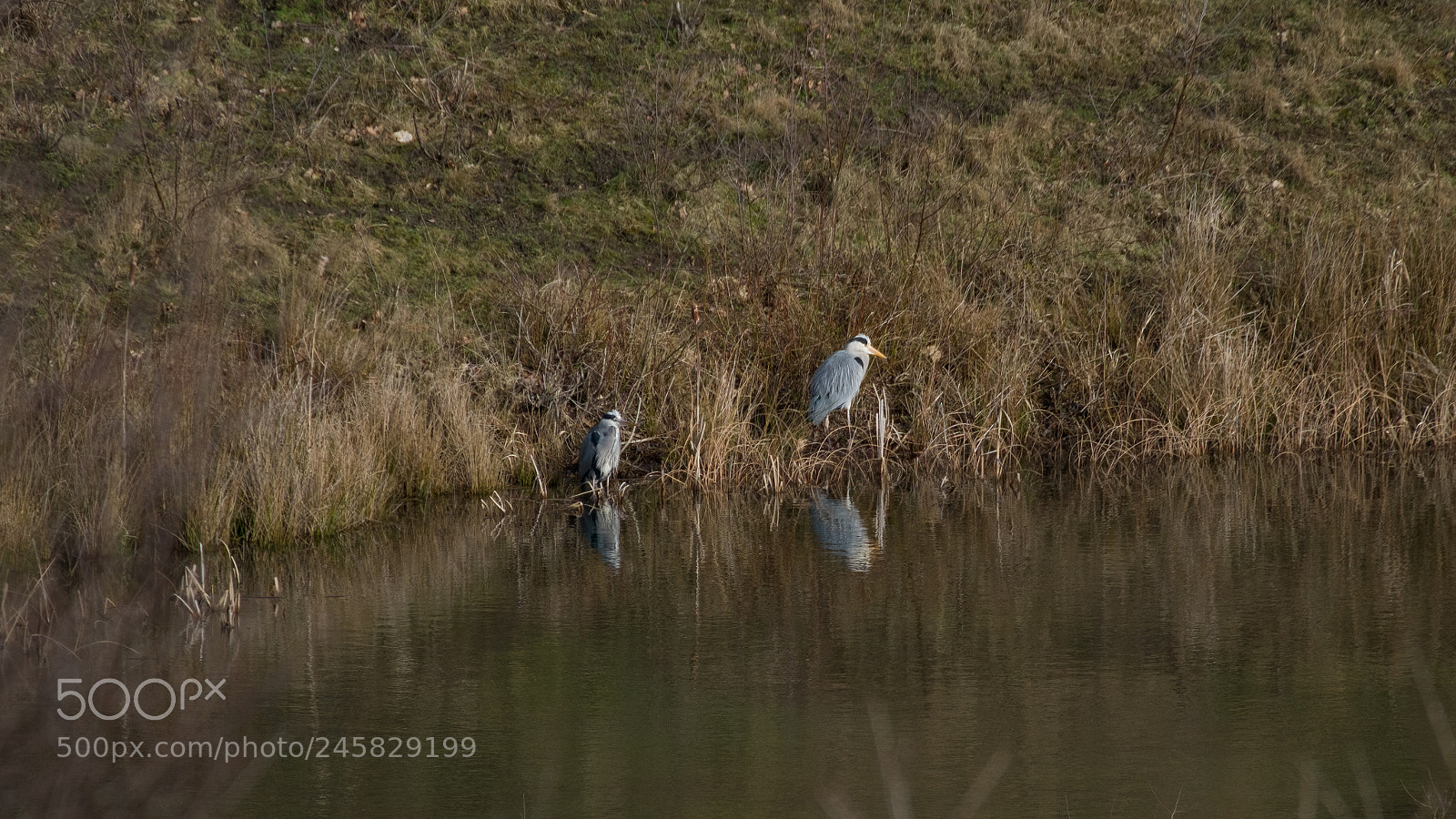 Fujifilm X-T2 sample photo. More herons eek photography