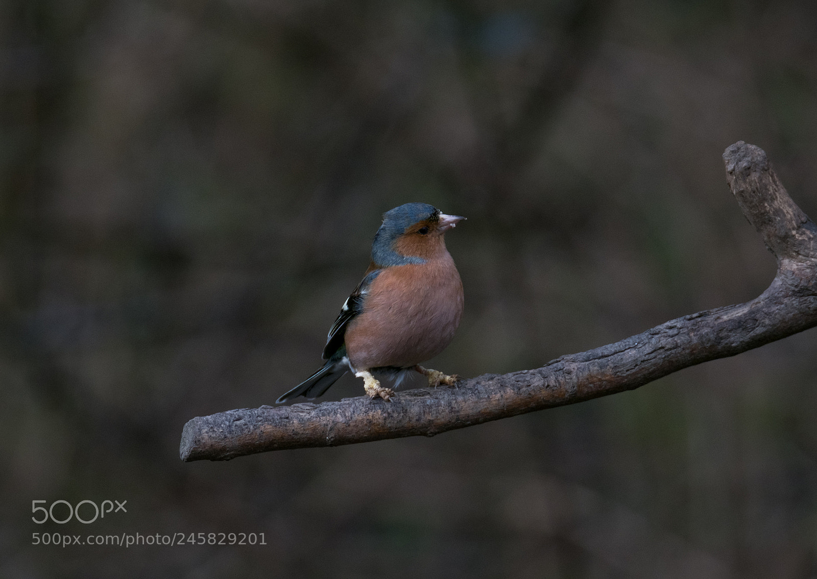 Fujifilm X-T2 sample photo. Chaffinch 2 photography