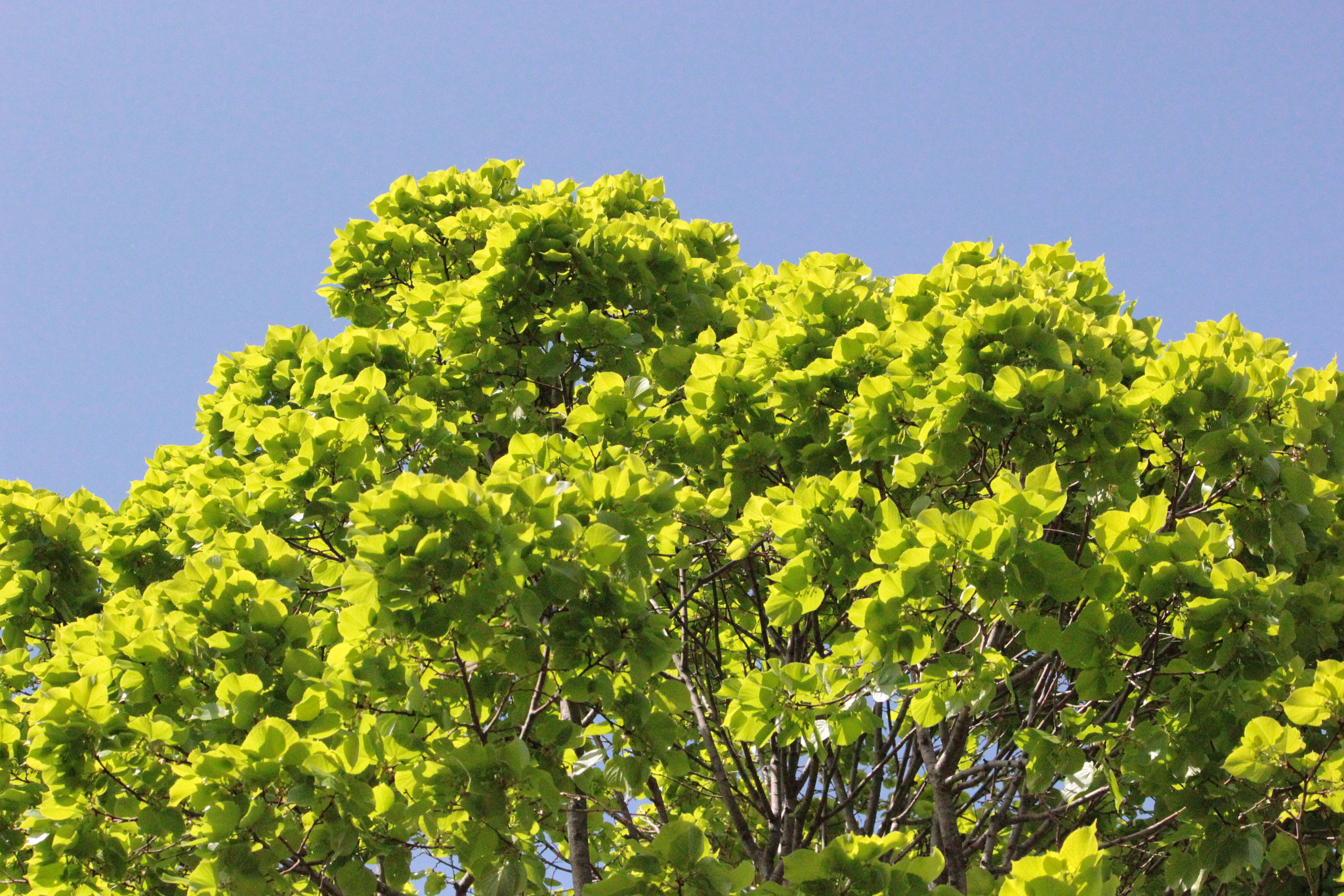 Canon EF-S 55-250mm F4-5.6 IS II sample photo. Linden photography