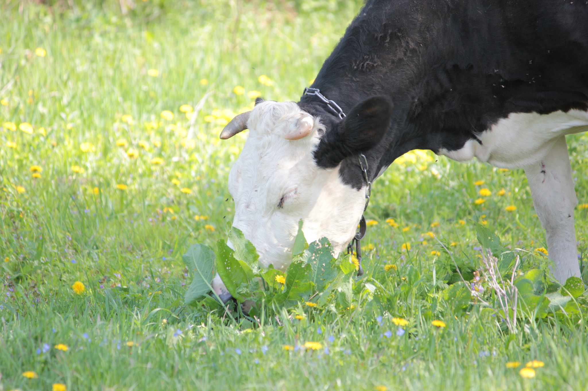 Canon EF-S 55-250mm F4-5.6 IS II sample photo. Cow photography