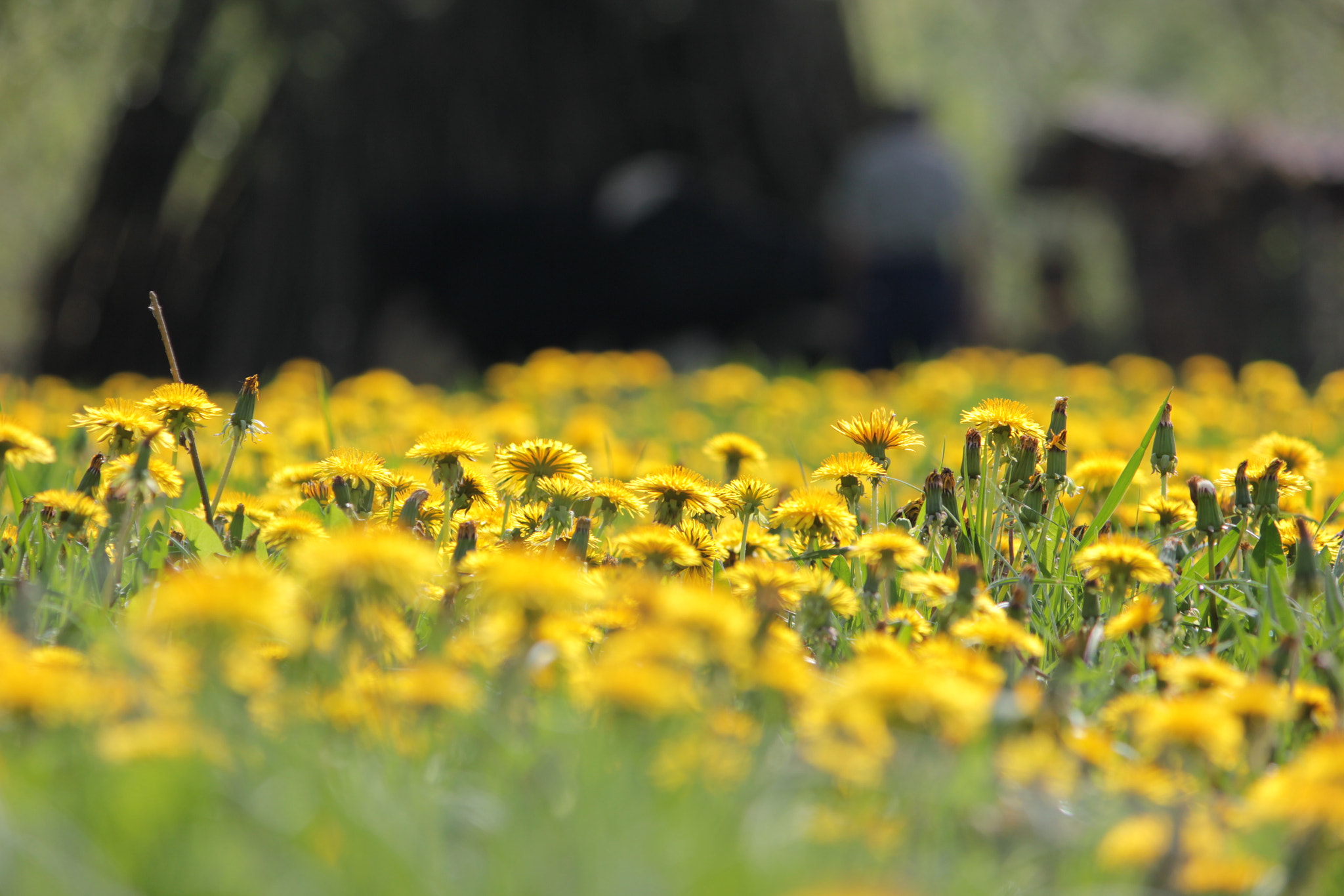 Canon EF-S 55-250mm F4-5.6 IS II sample photo. Dandelions photography